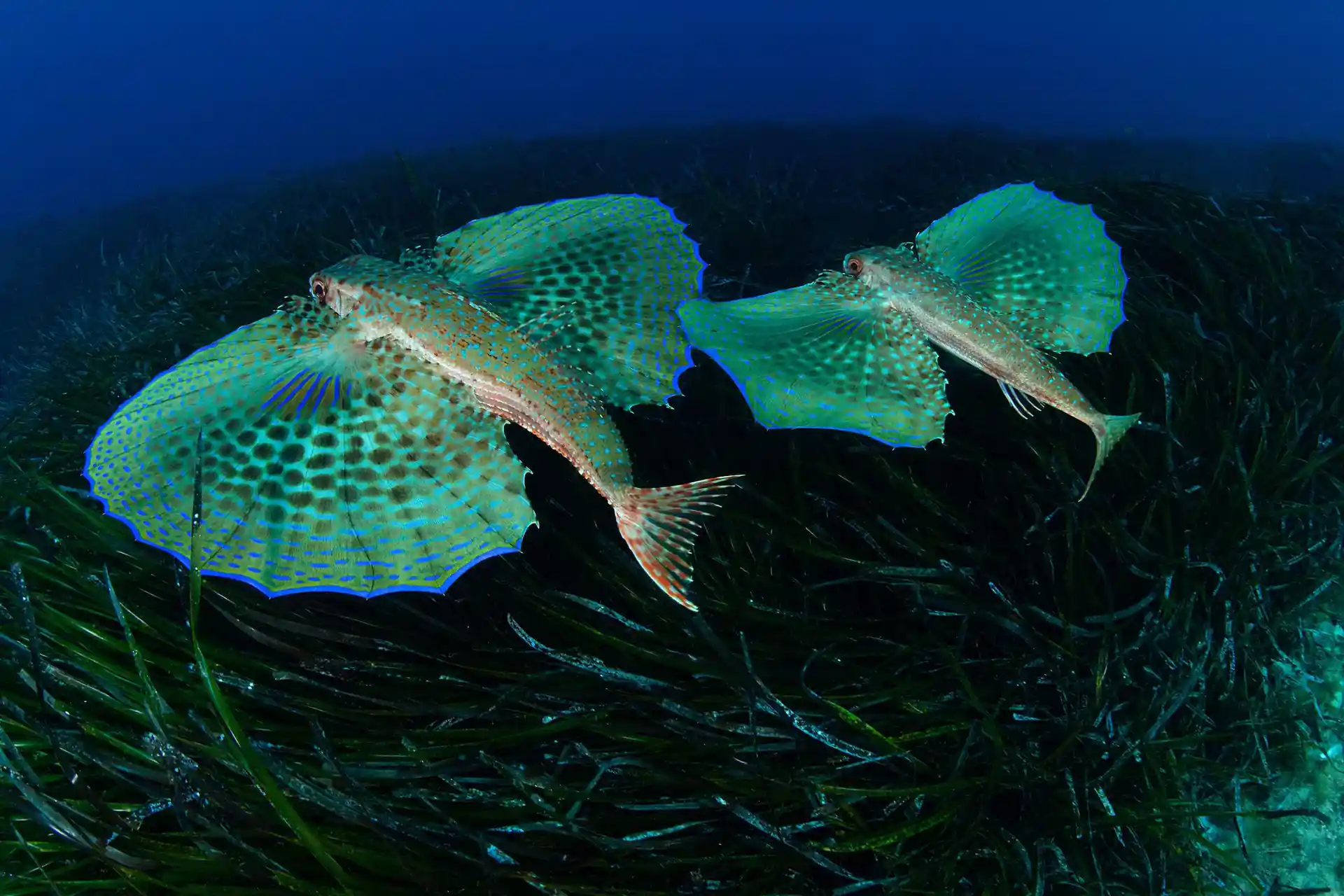 Photo du site de plongée