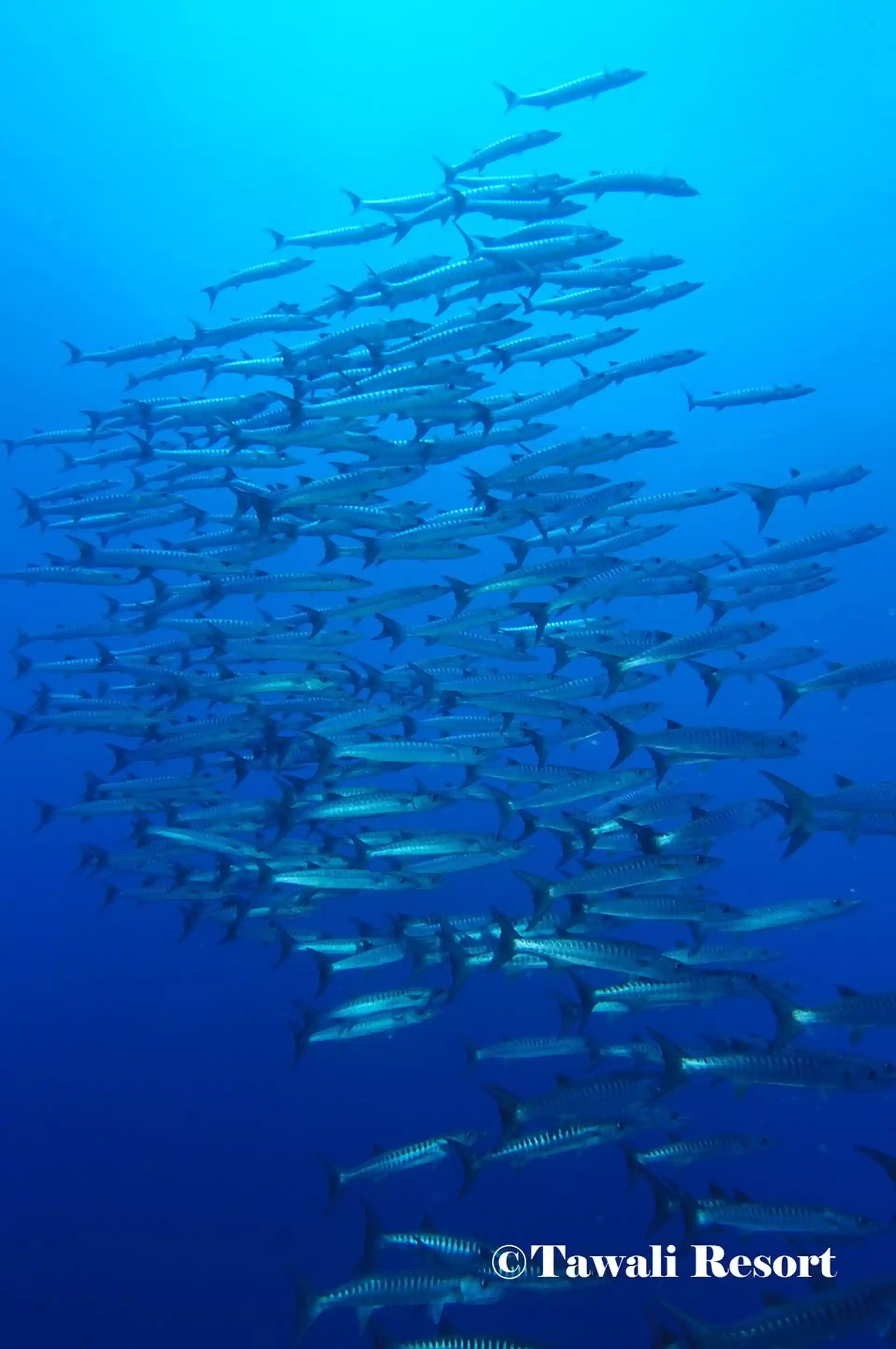 Dive site photo