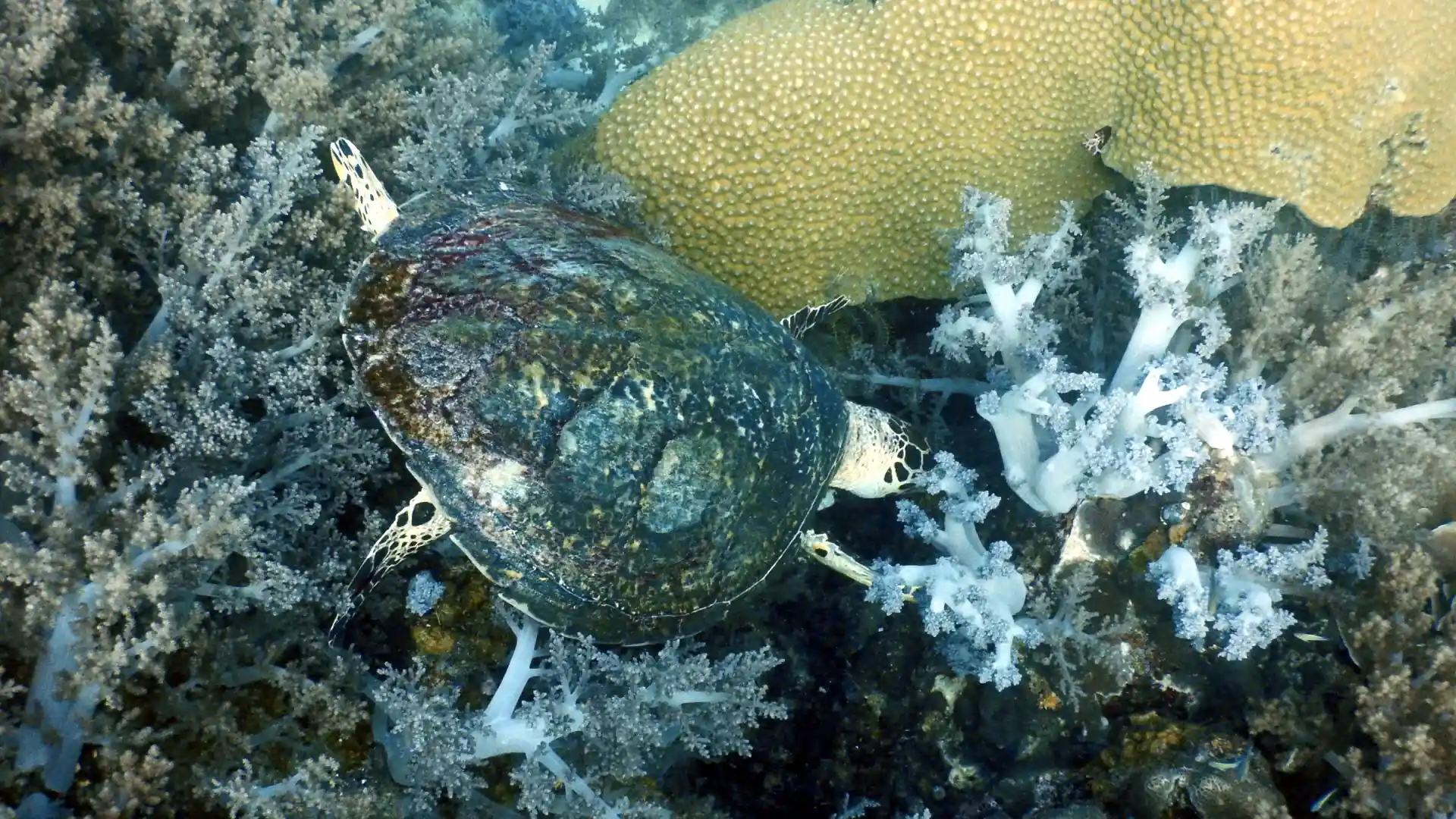 Dive site photo