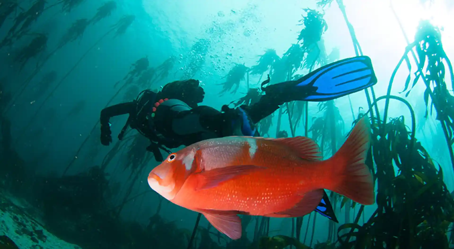 Dive shop photo