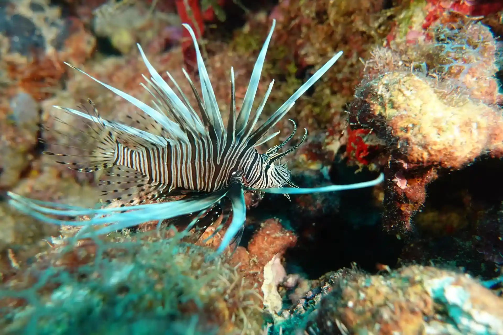 Dive site photo