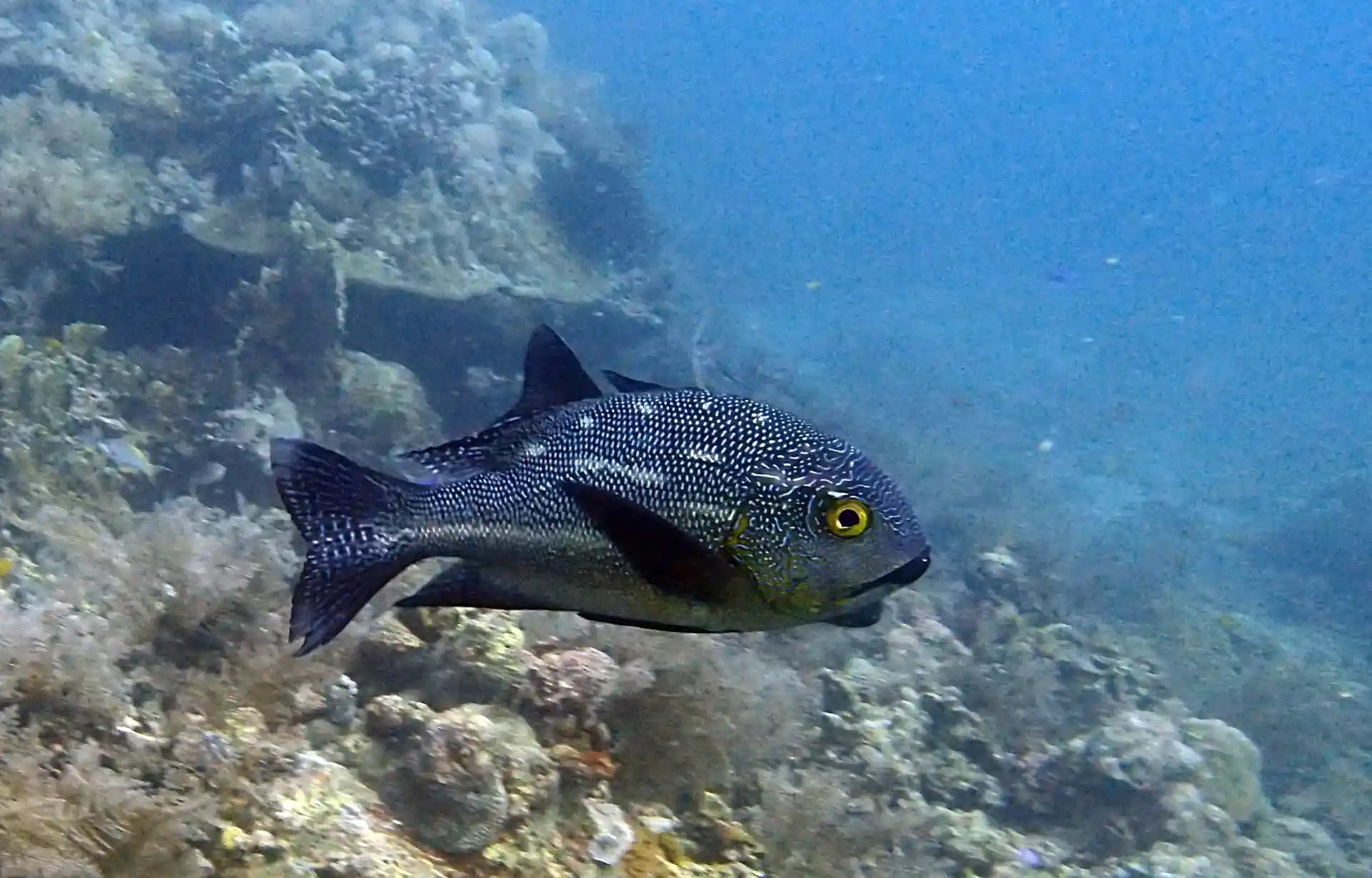Dive site photo