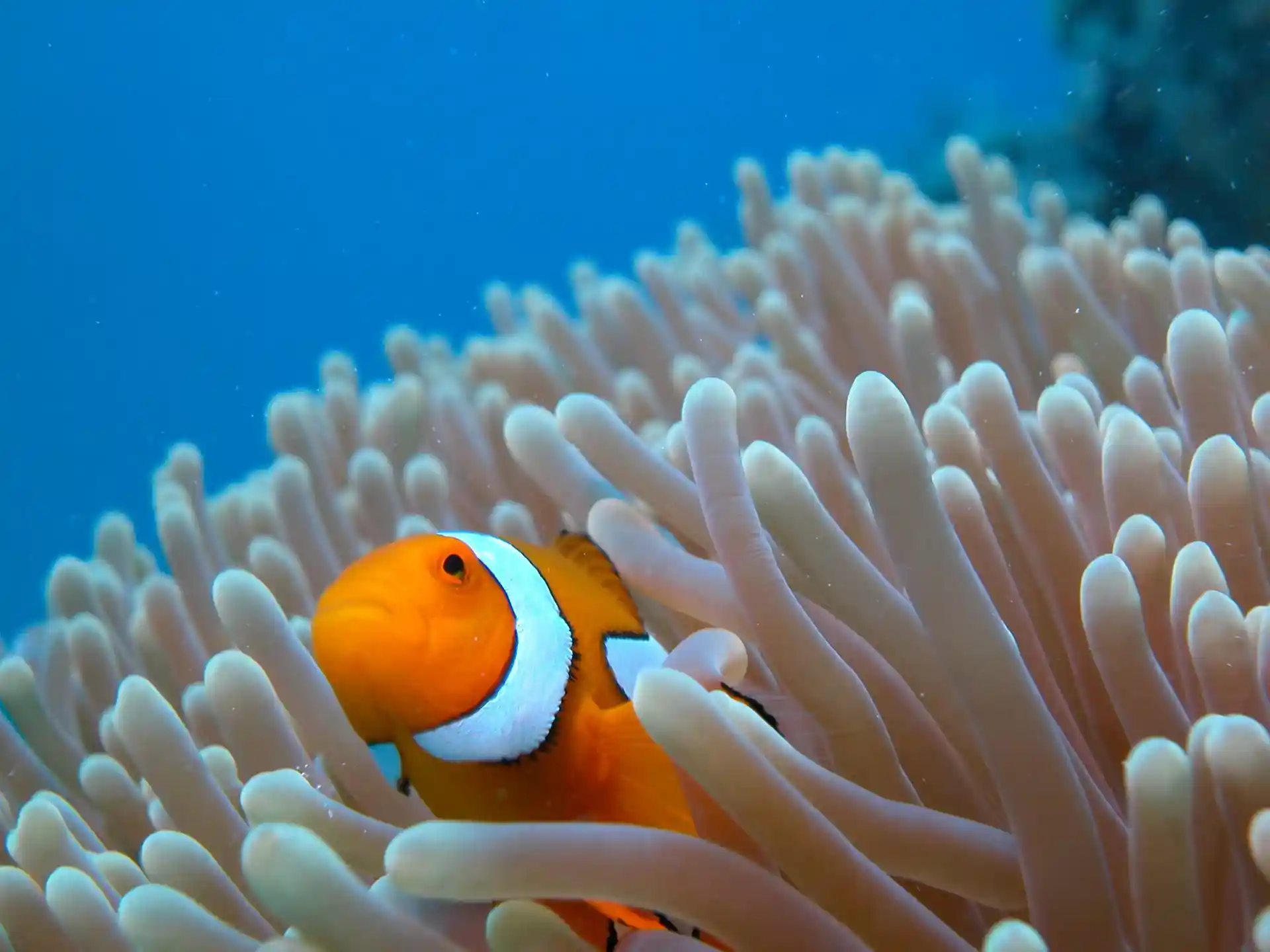 Dive site photo
