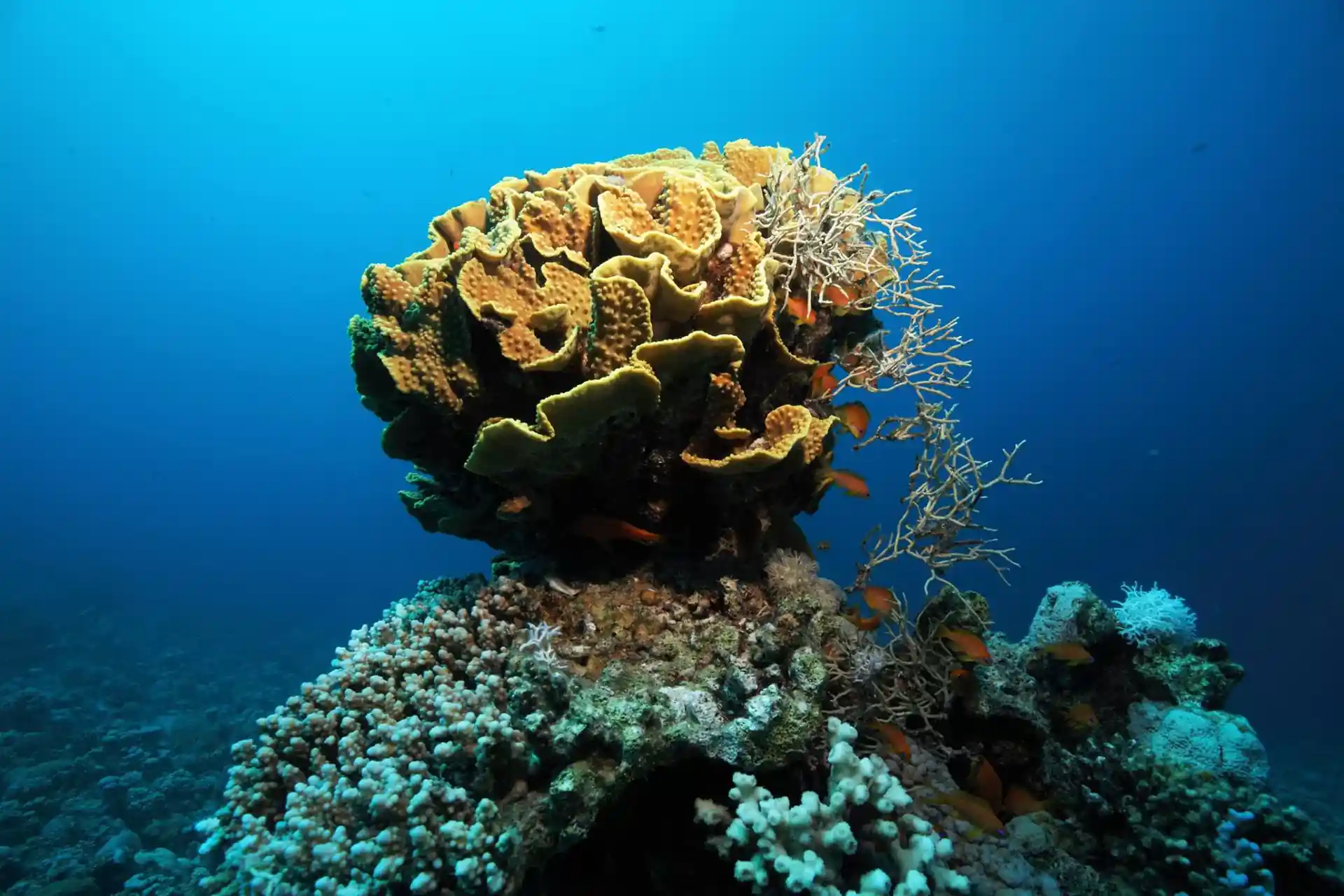 Dive site photo
