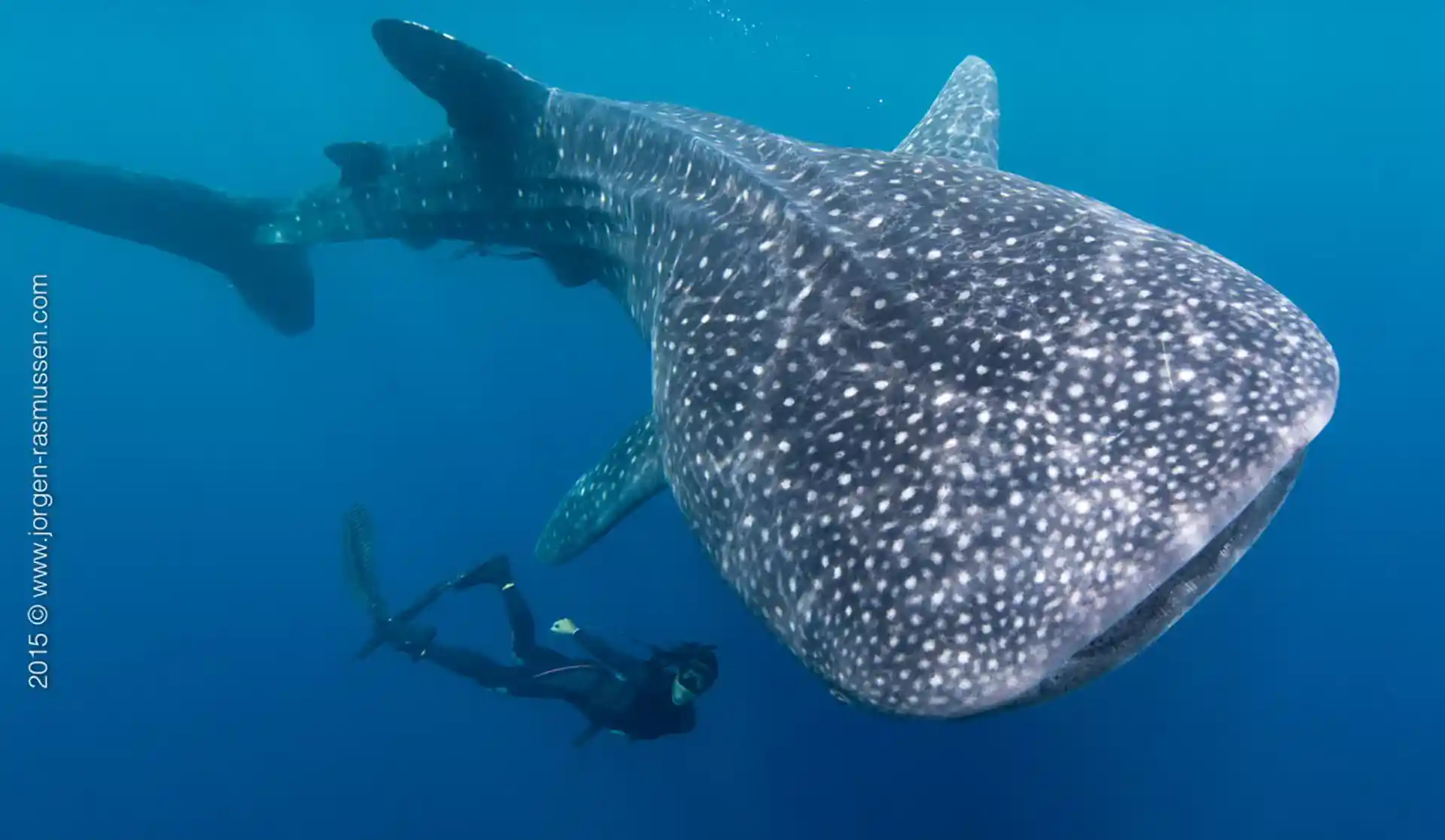 Foto de la tienda de buceo