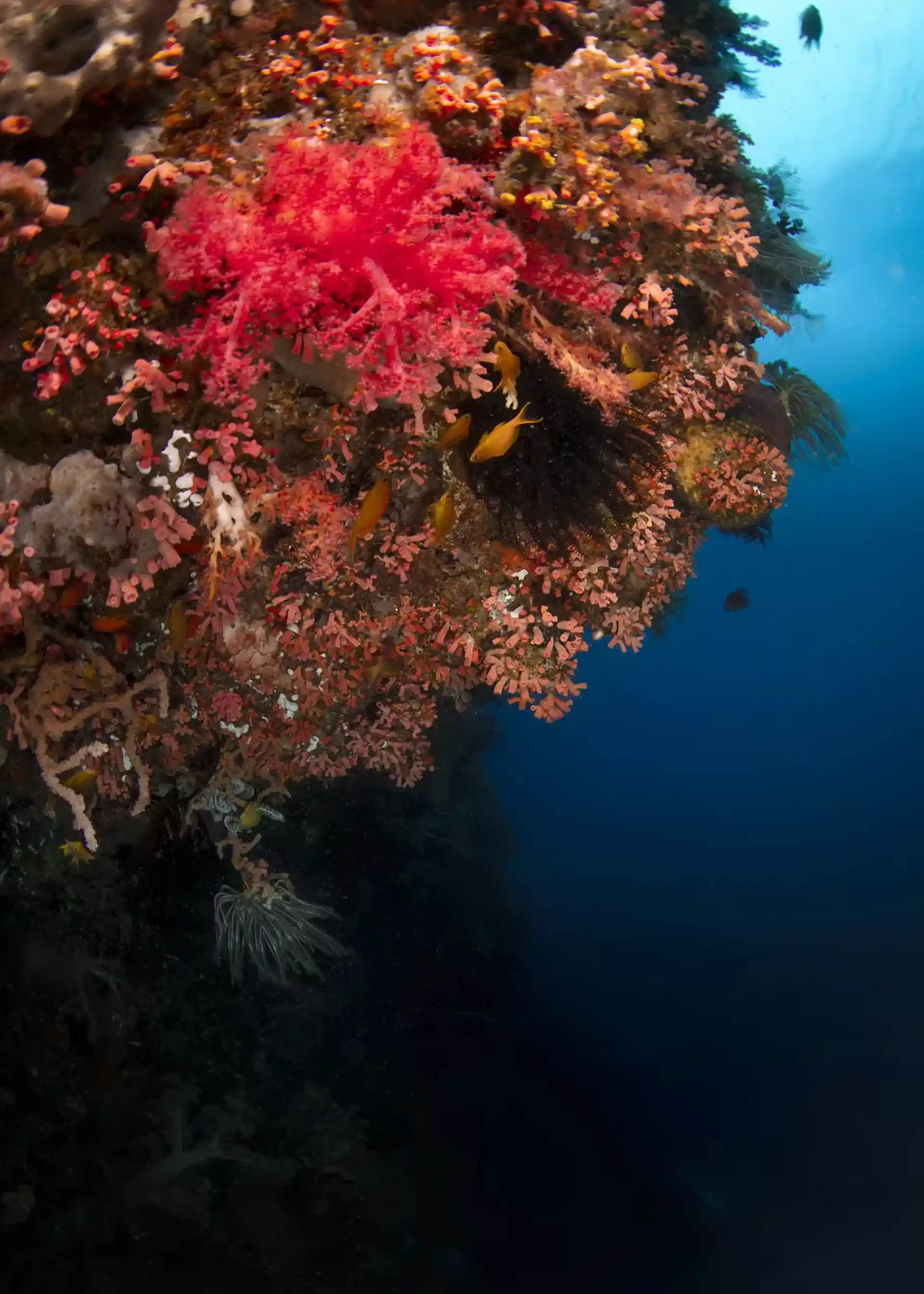 Dive site photo