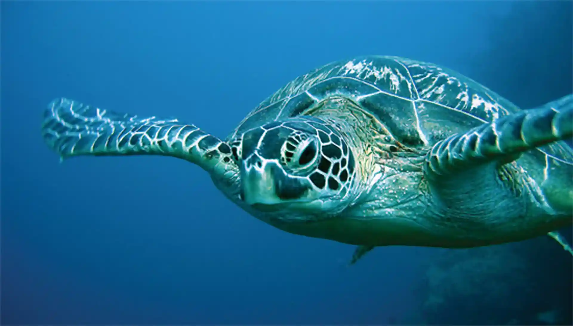 Turtle on the dive around Koh Tao