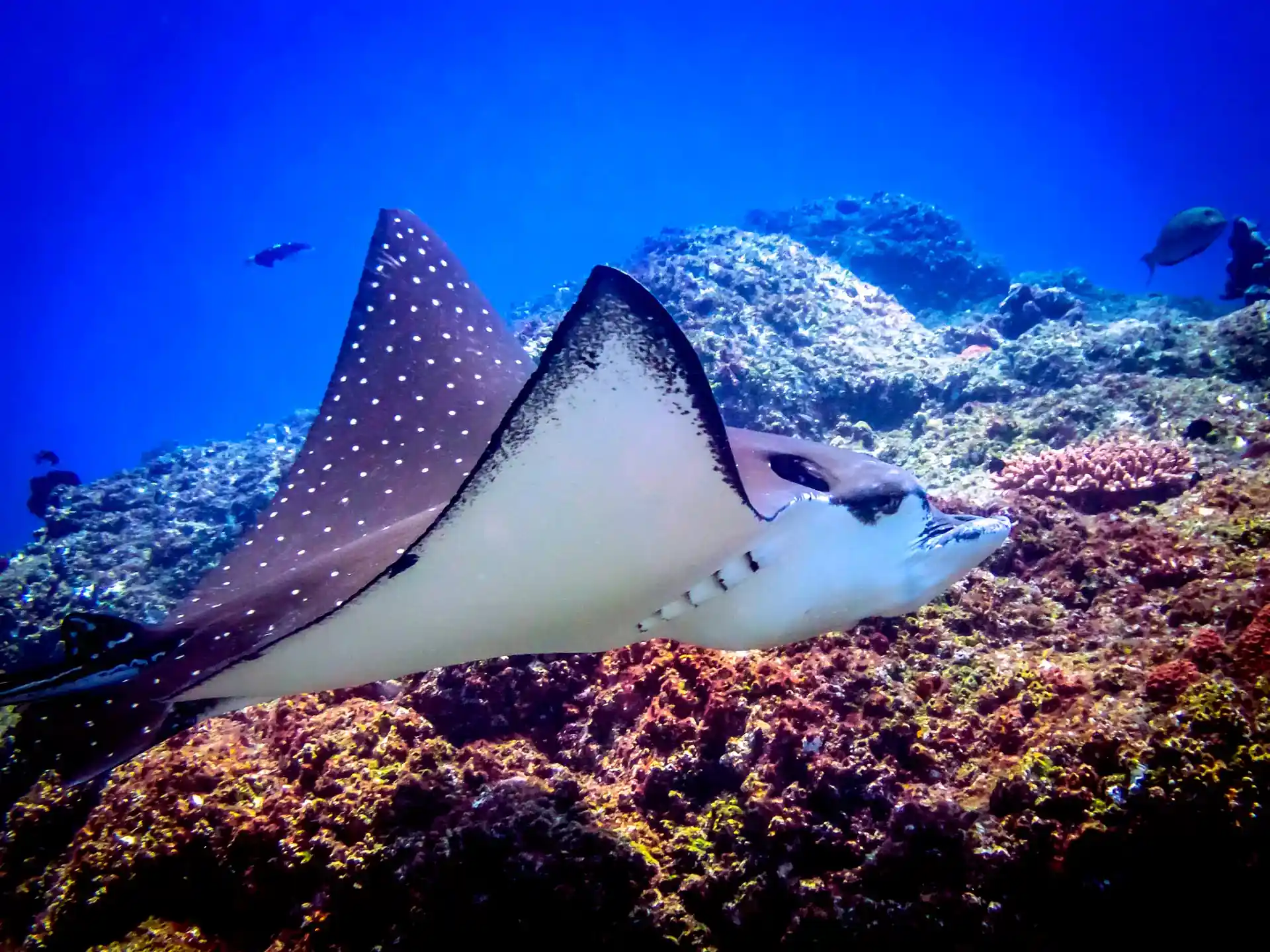 Dive site photo