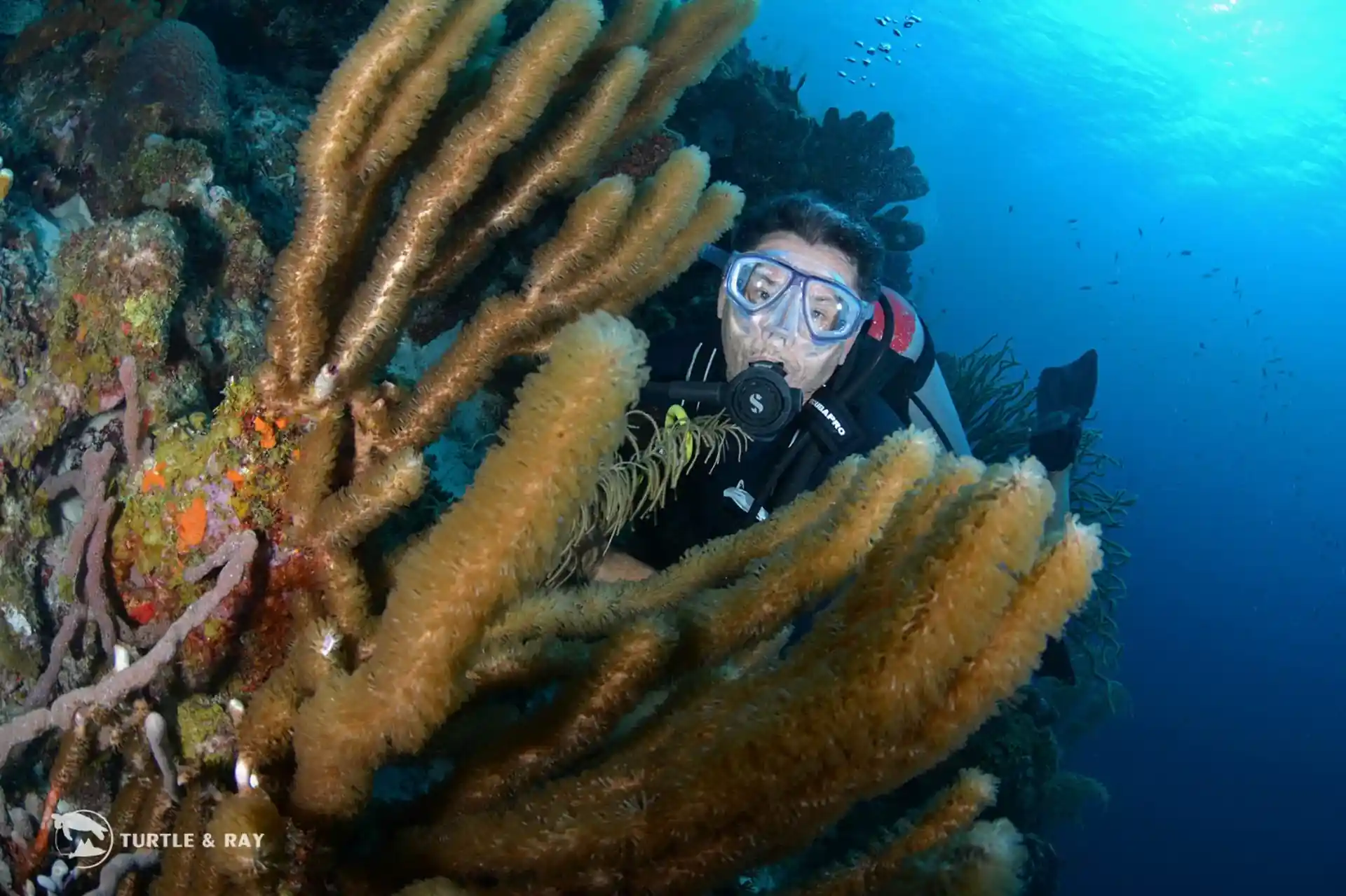 Foto van de duiklocatie