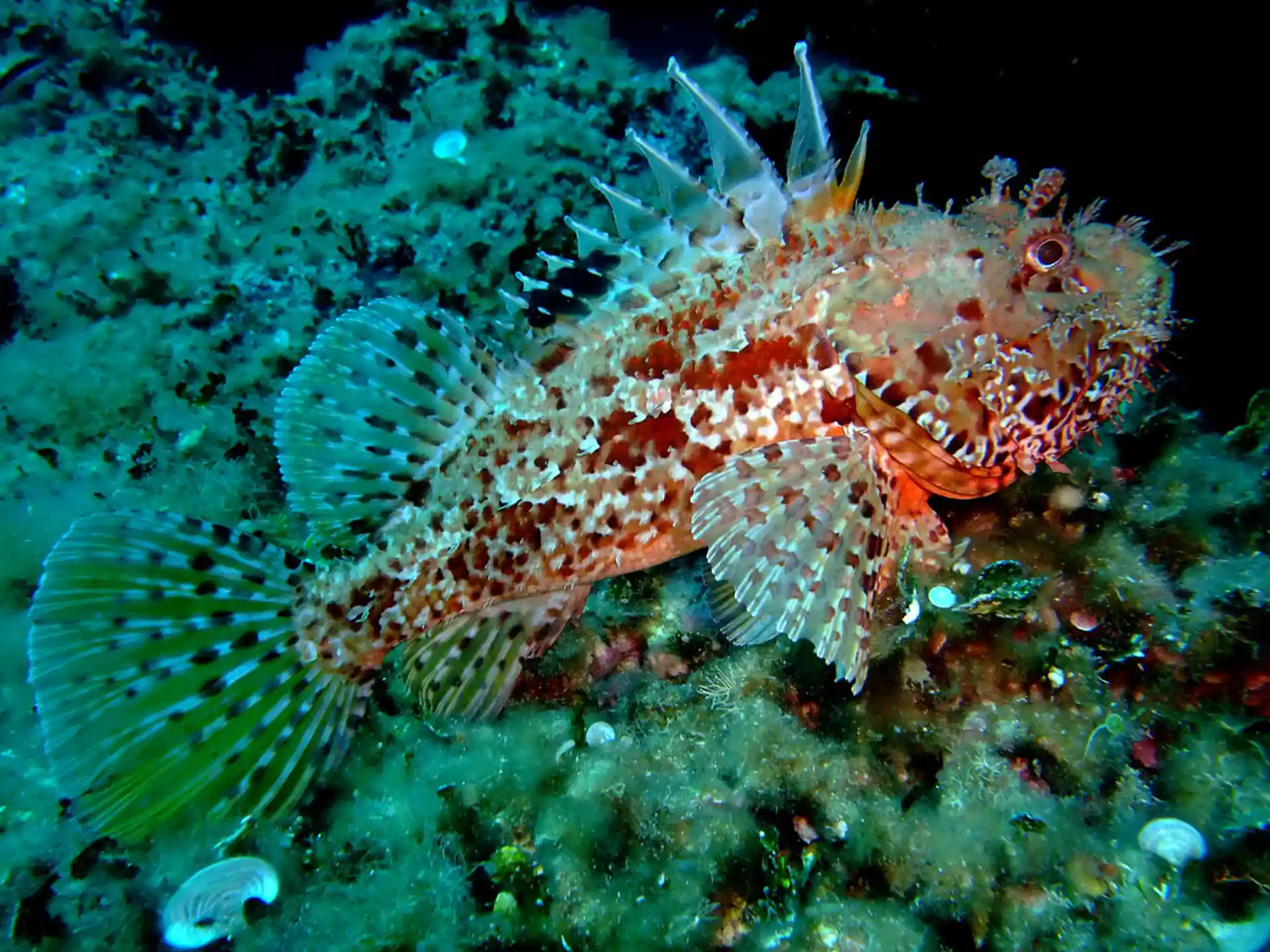 Foto des Tauchplatzes