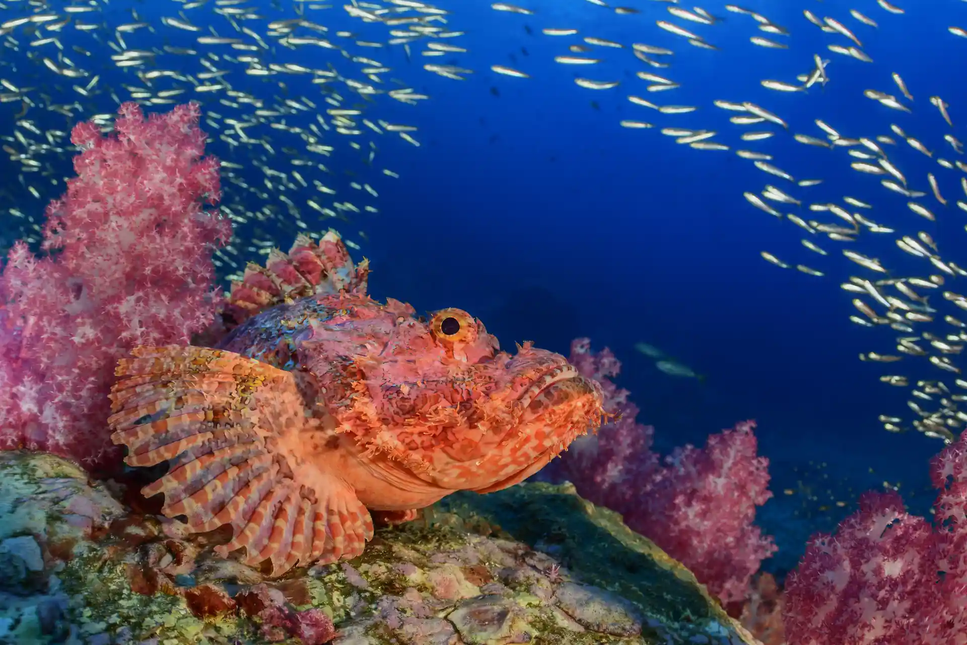 Dive shop photo