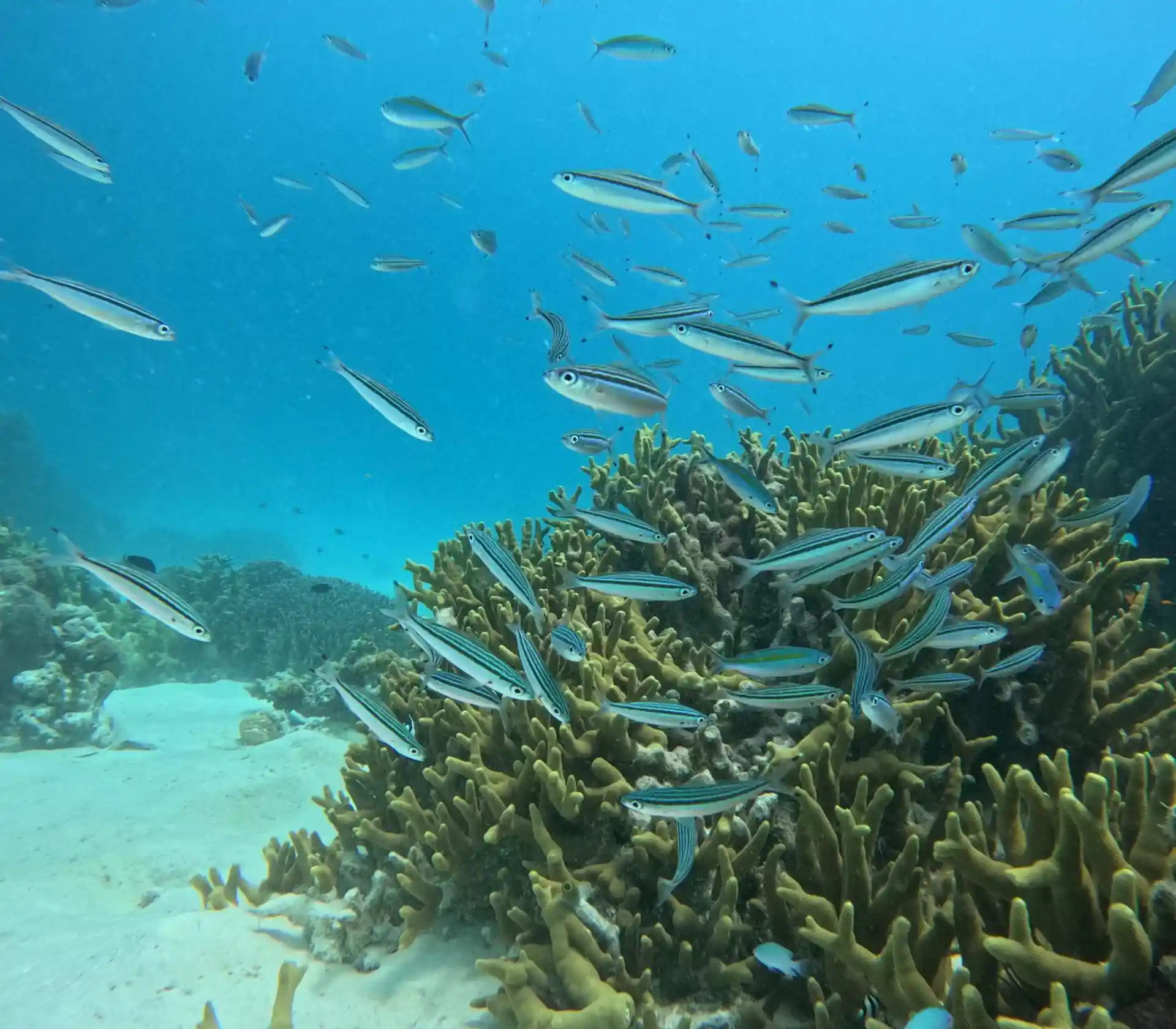 Dive site photo