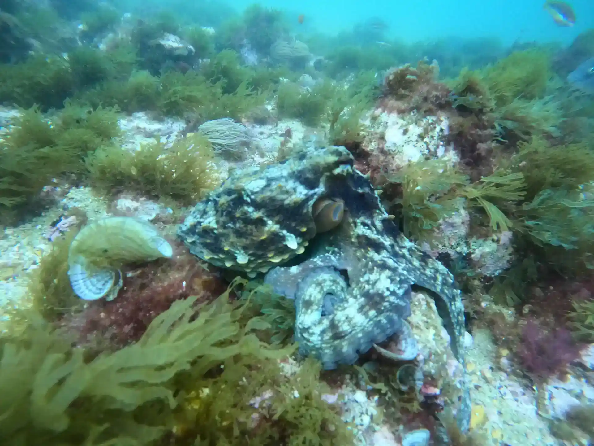 Foto des Tauchplatzes