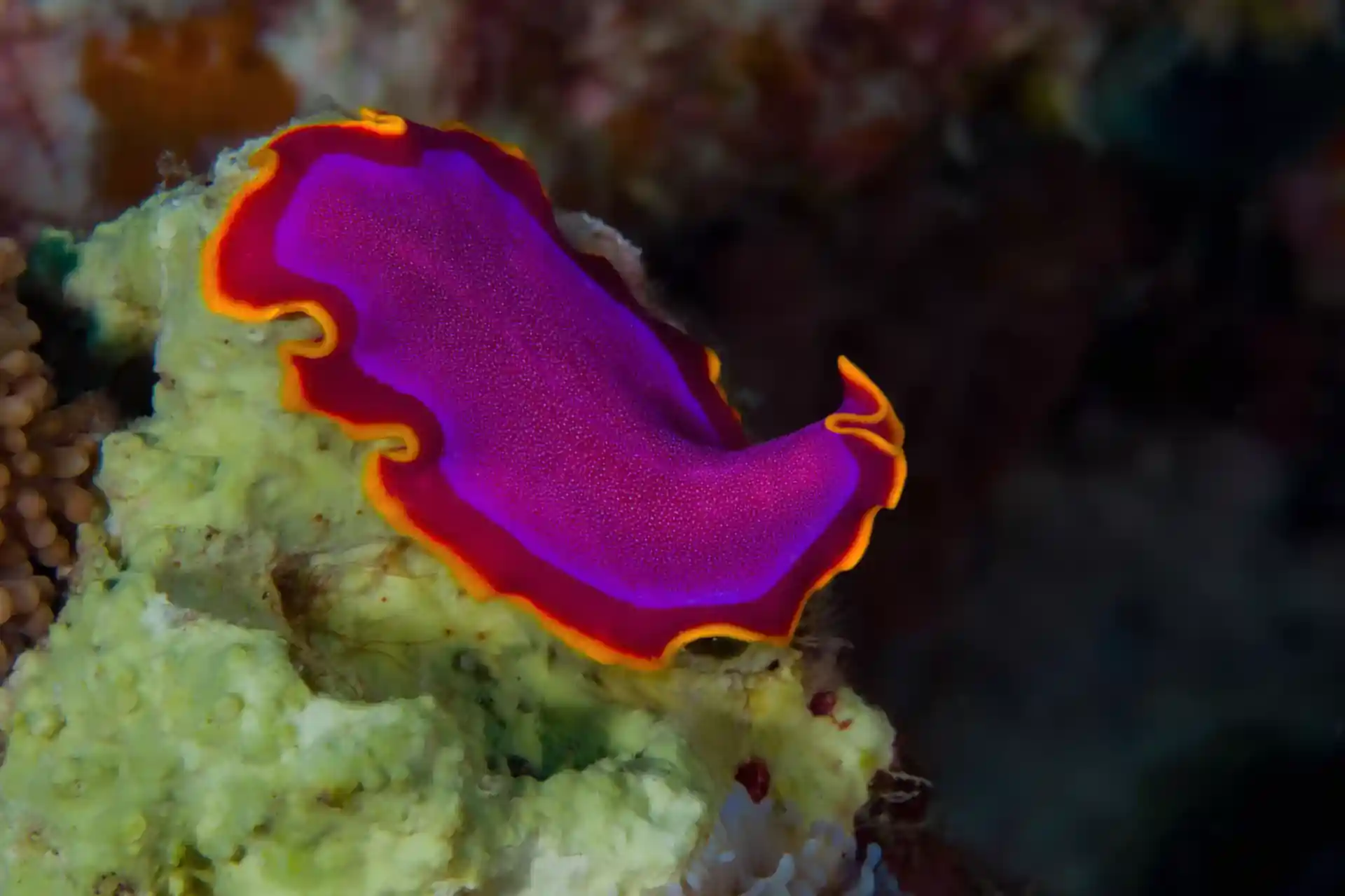 Dive site photo