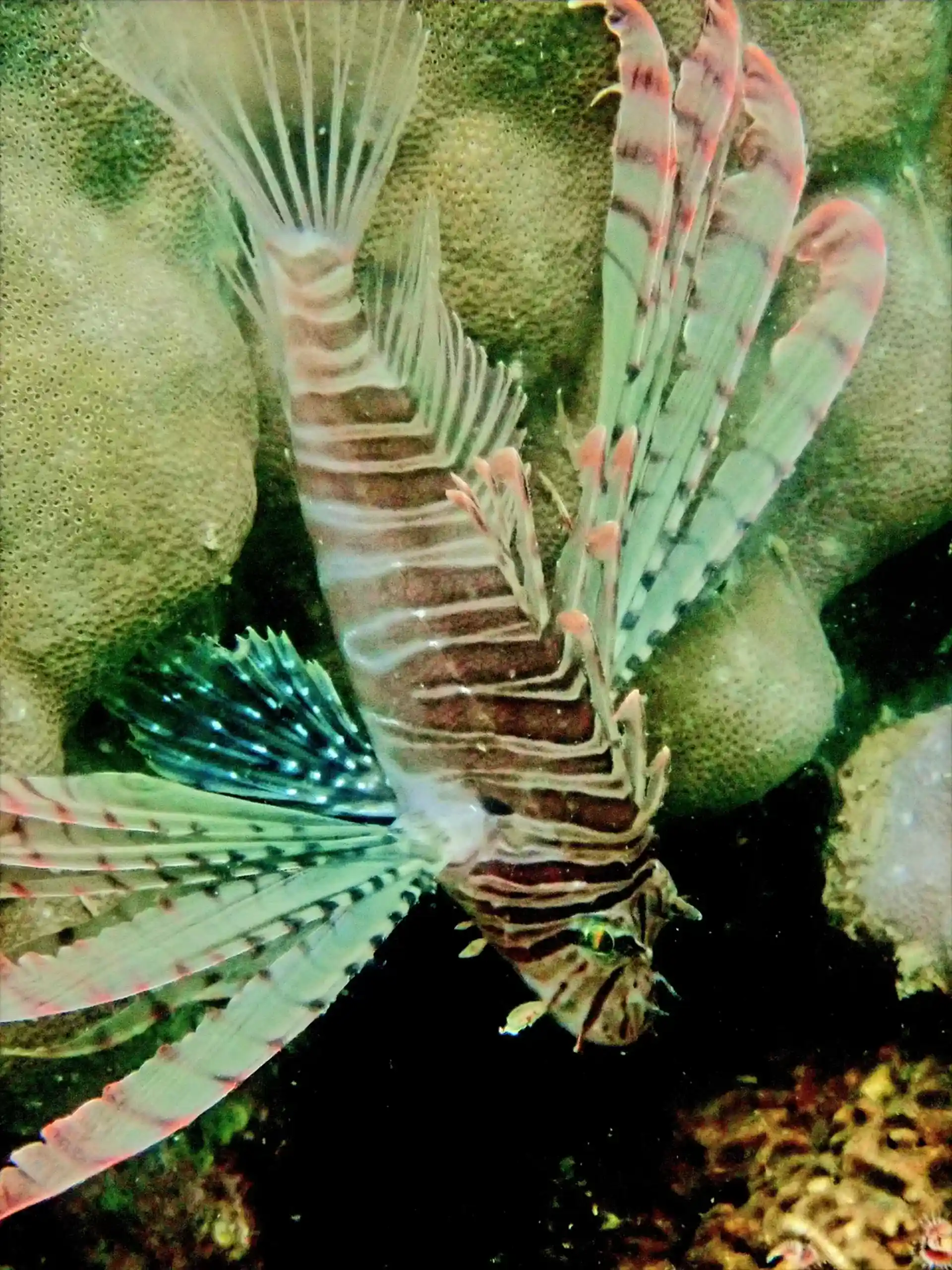 ダイビングサイトの写真