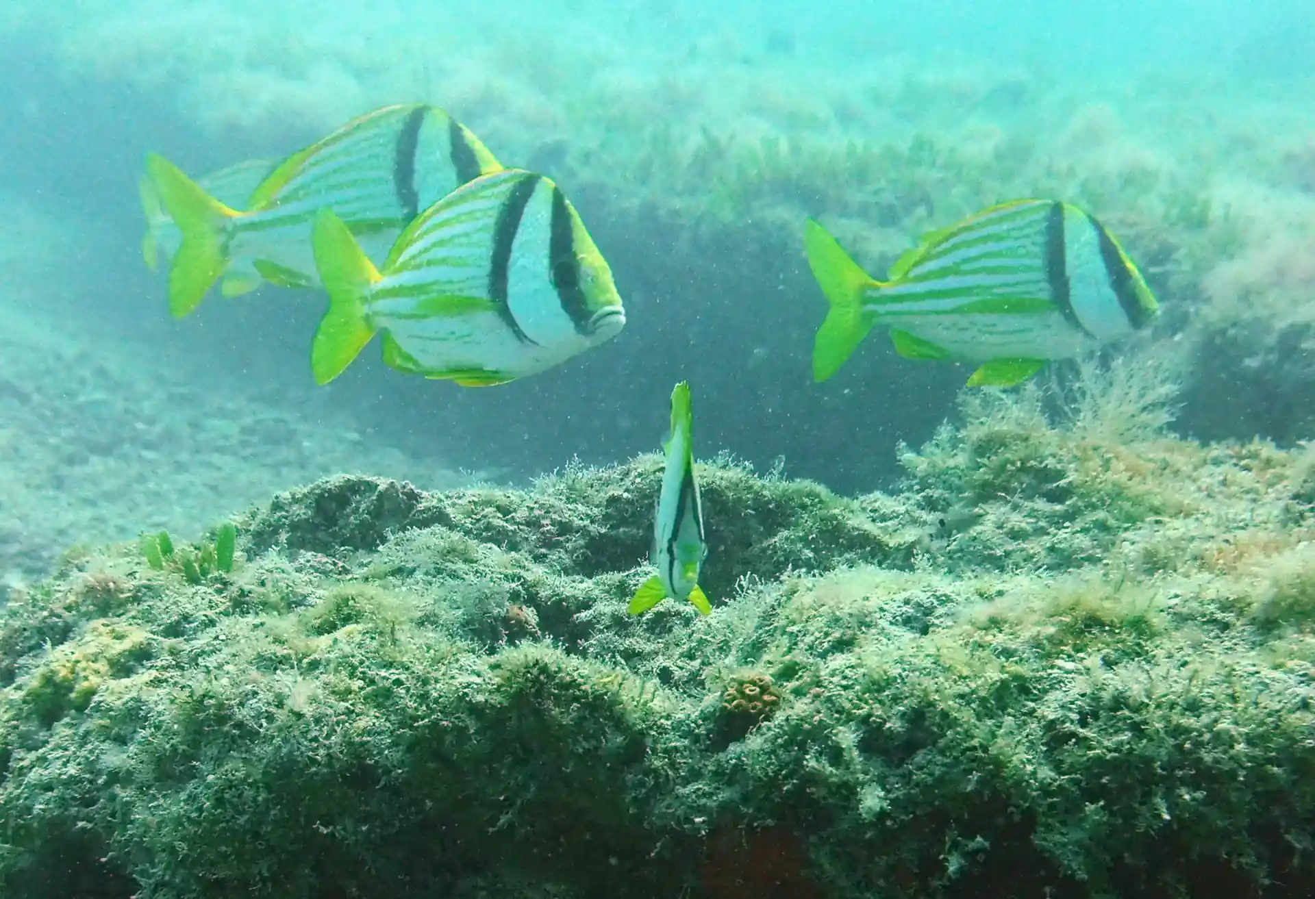Dive site photo