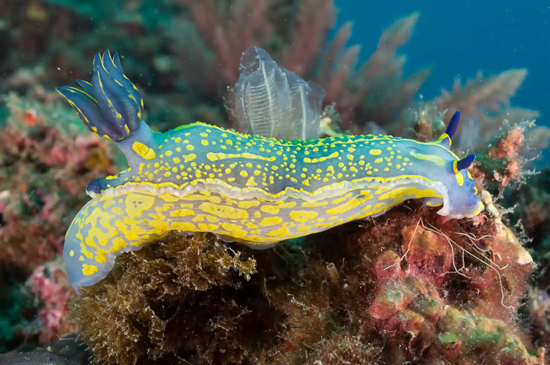 Dive site photo