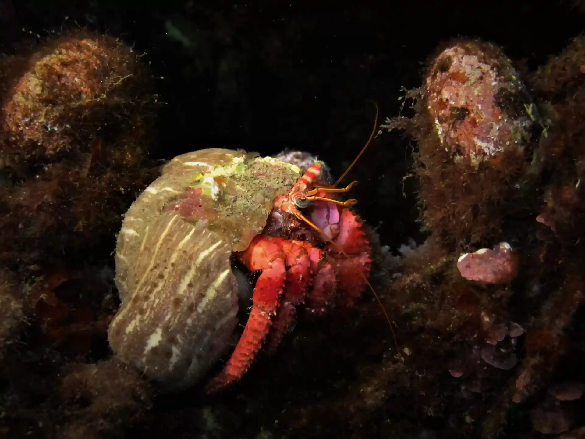 ダイビングサイトの写真