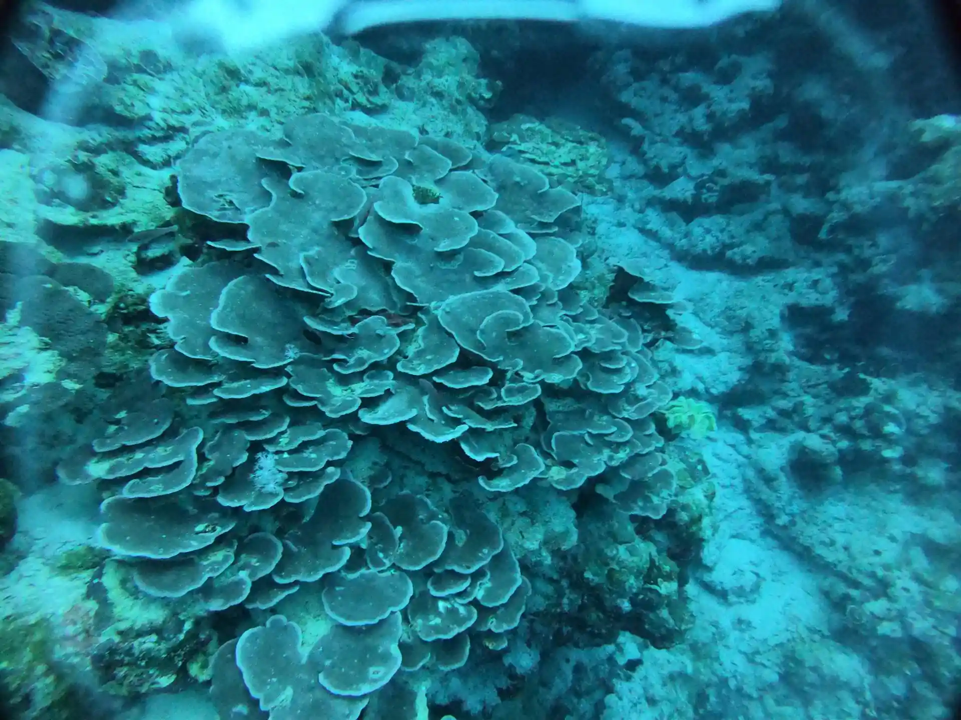 Dive site photo