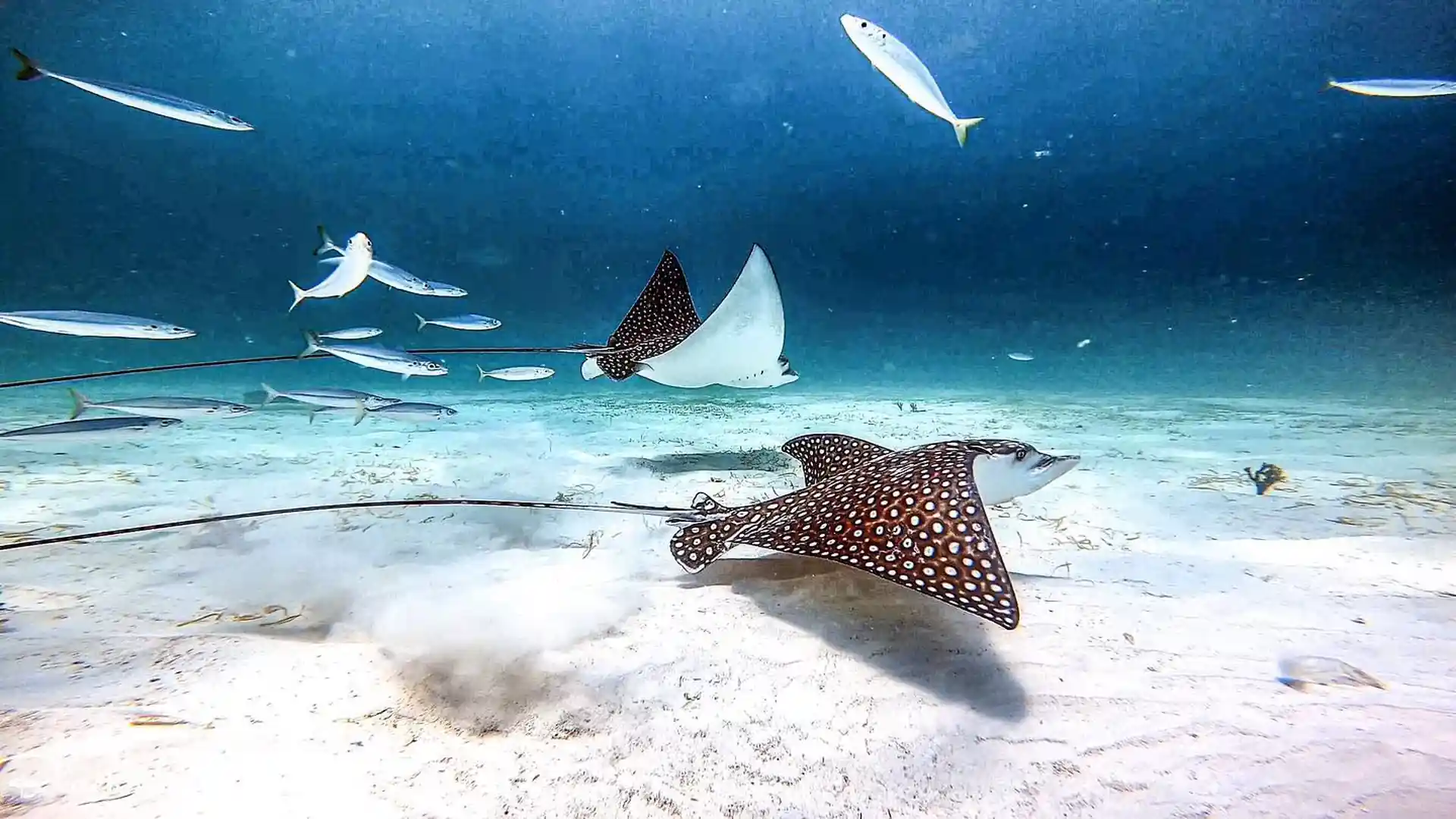 Photo du site de plongée