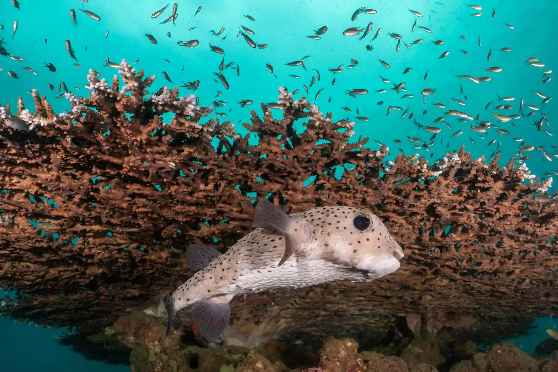 Dive site photo