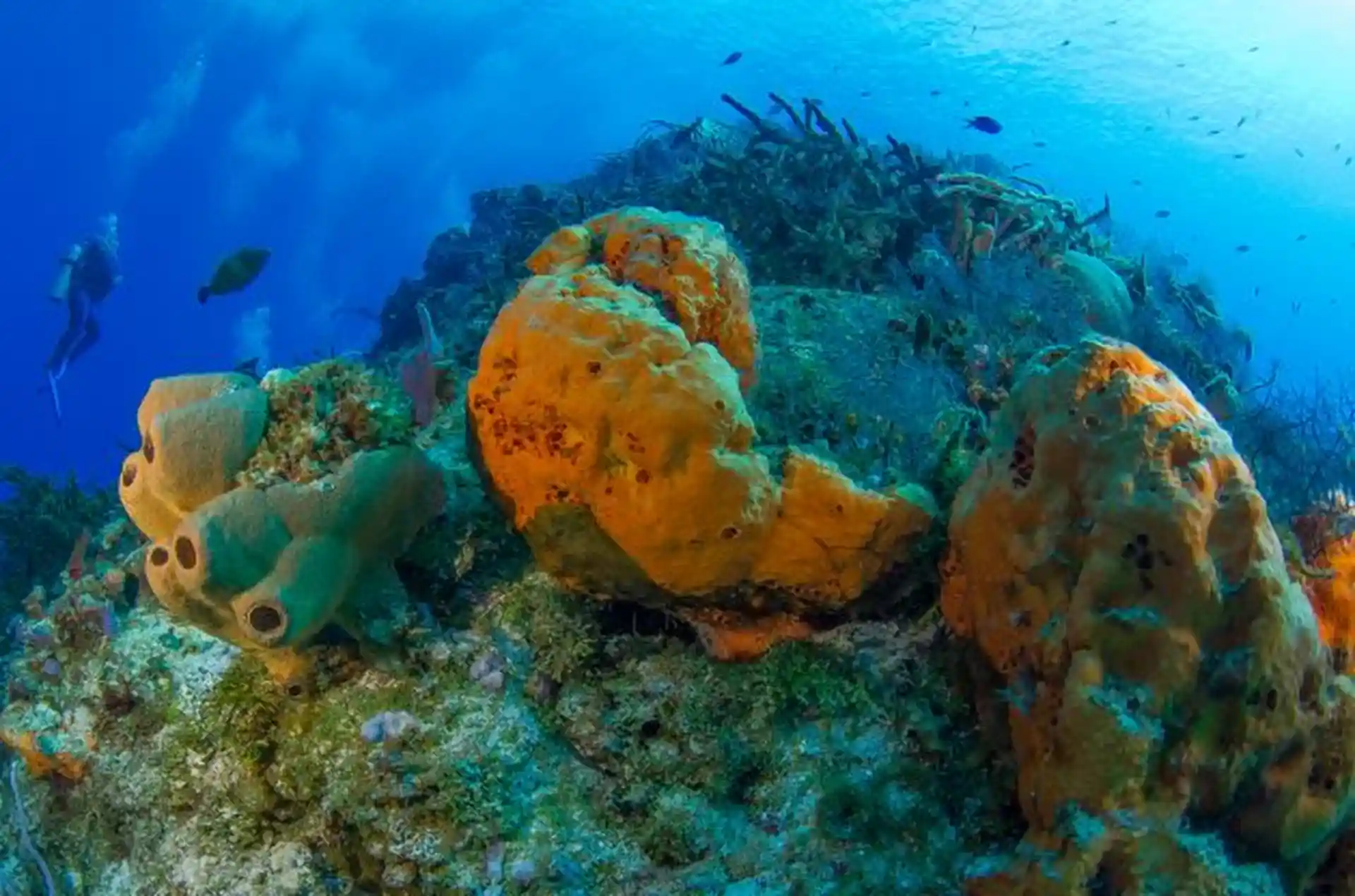 Dive site photo