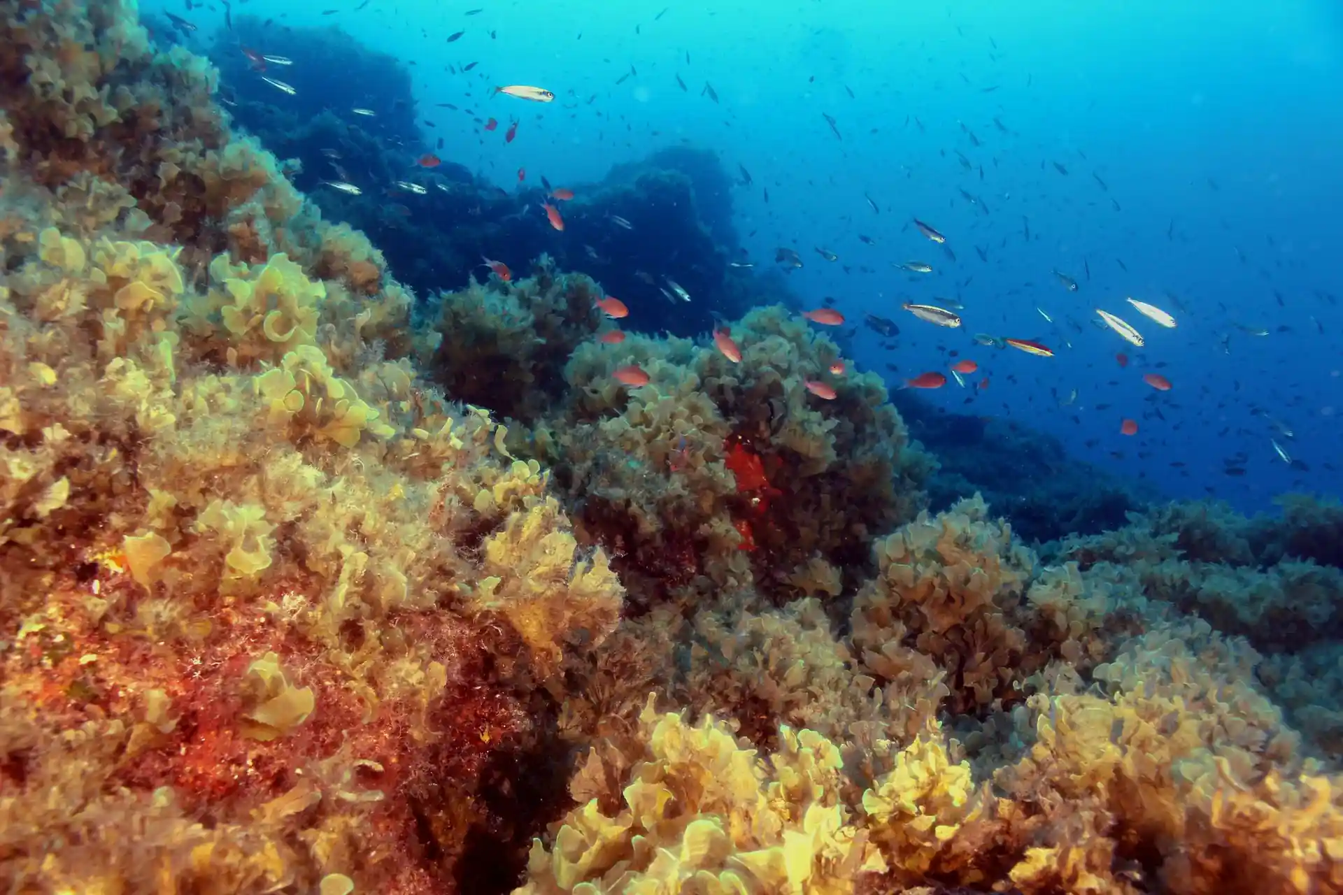 다이빙 포인트 사진