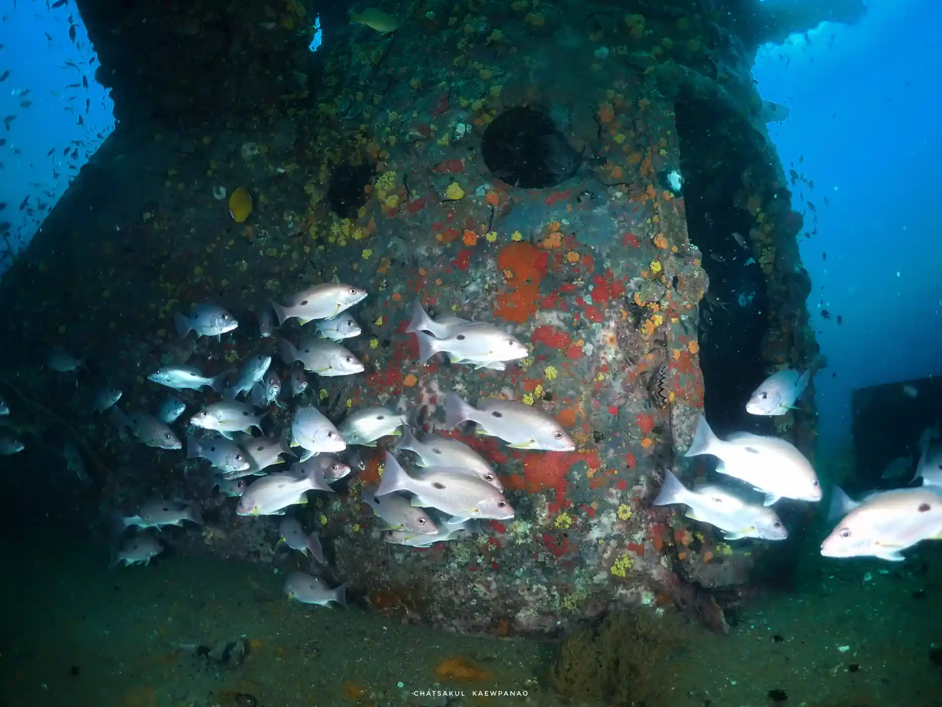 One of Koh Tao's most popular wreck dives is the HTMS Sattakut