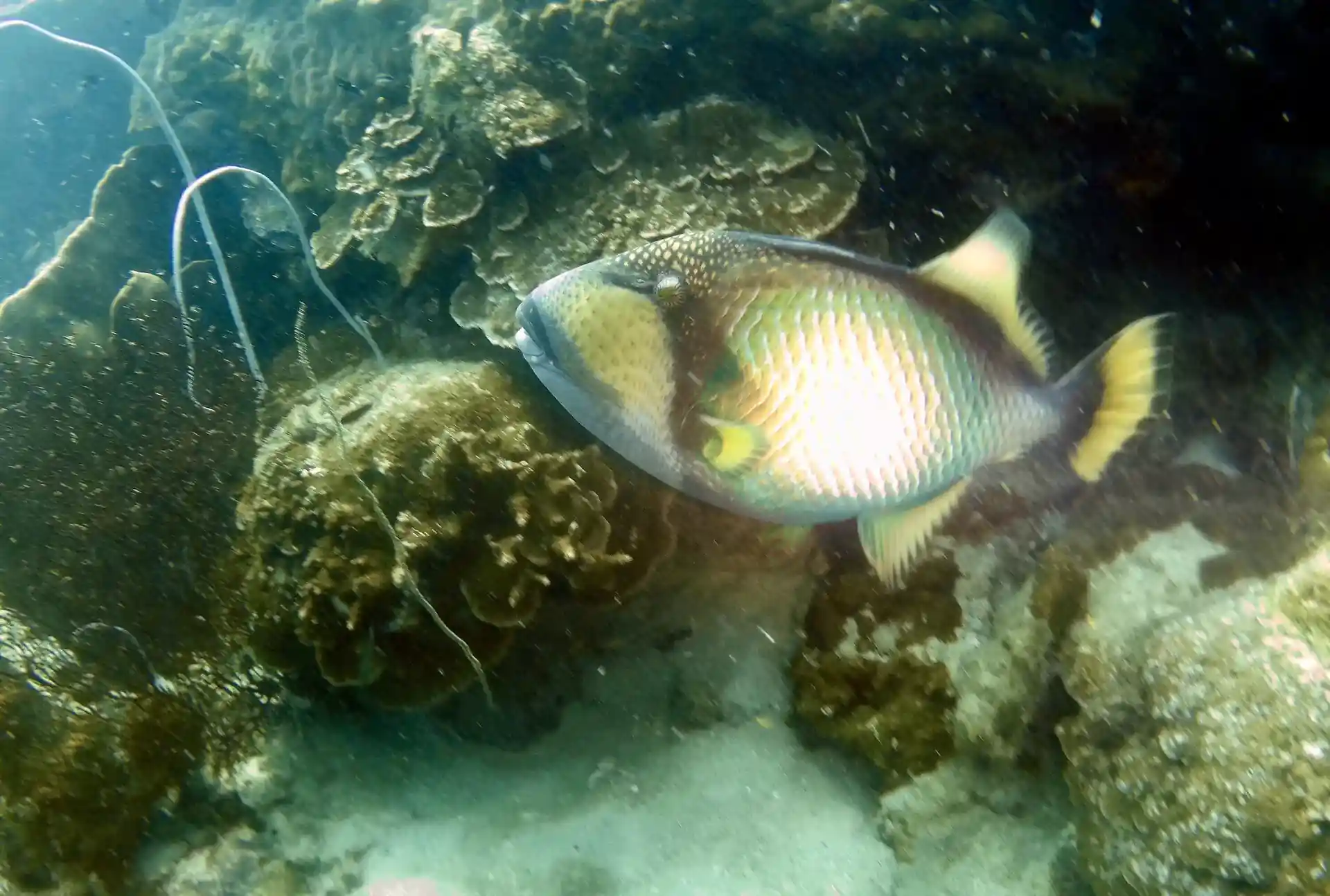 Dive site photo