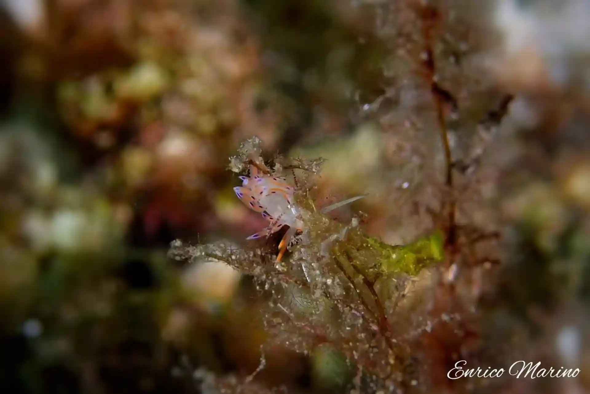 Photo du site de plongée