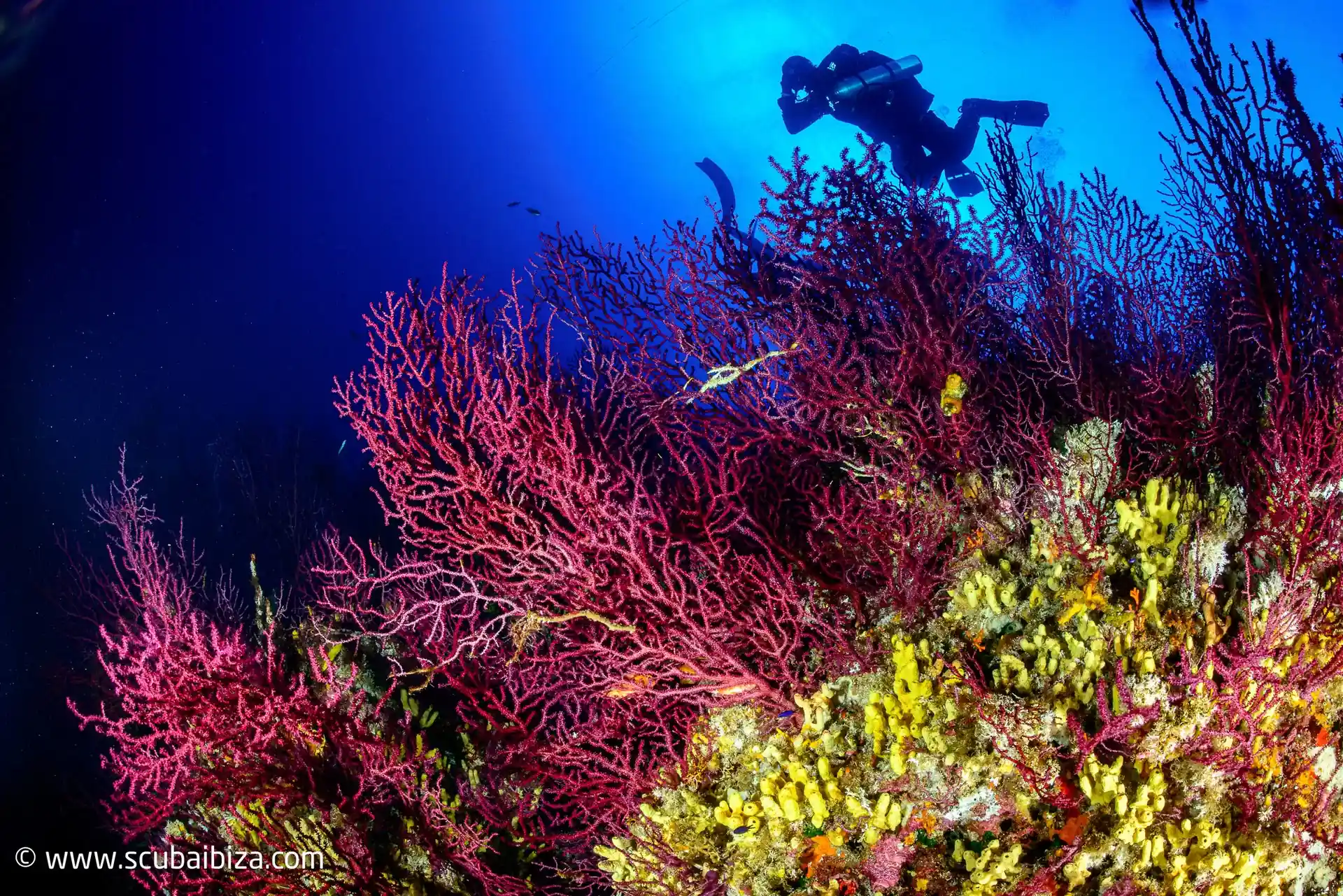 Dive site photo