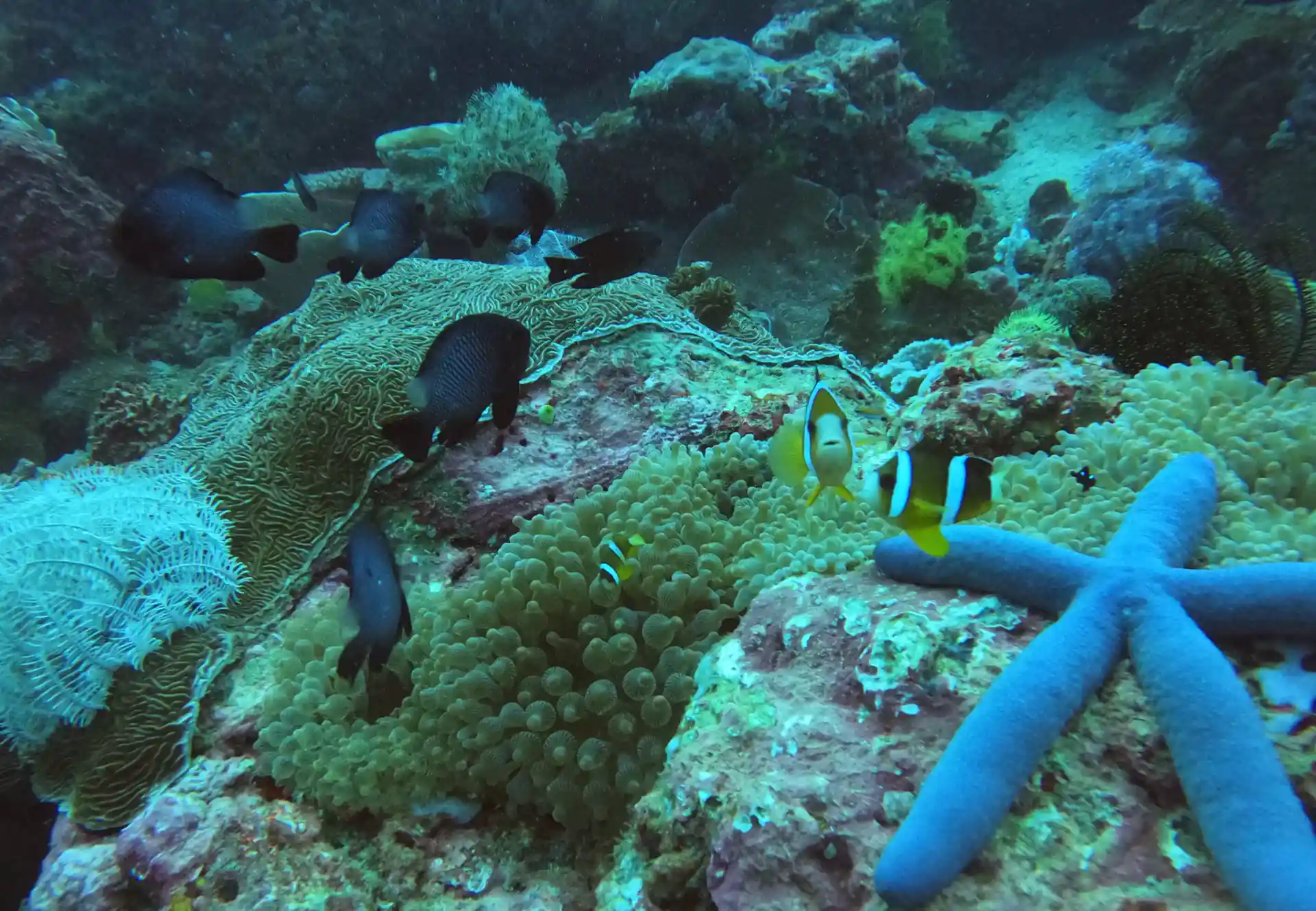 Dive site photo