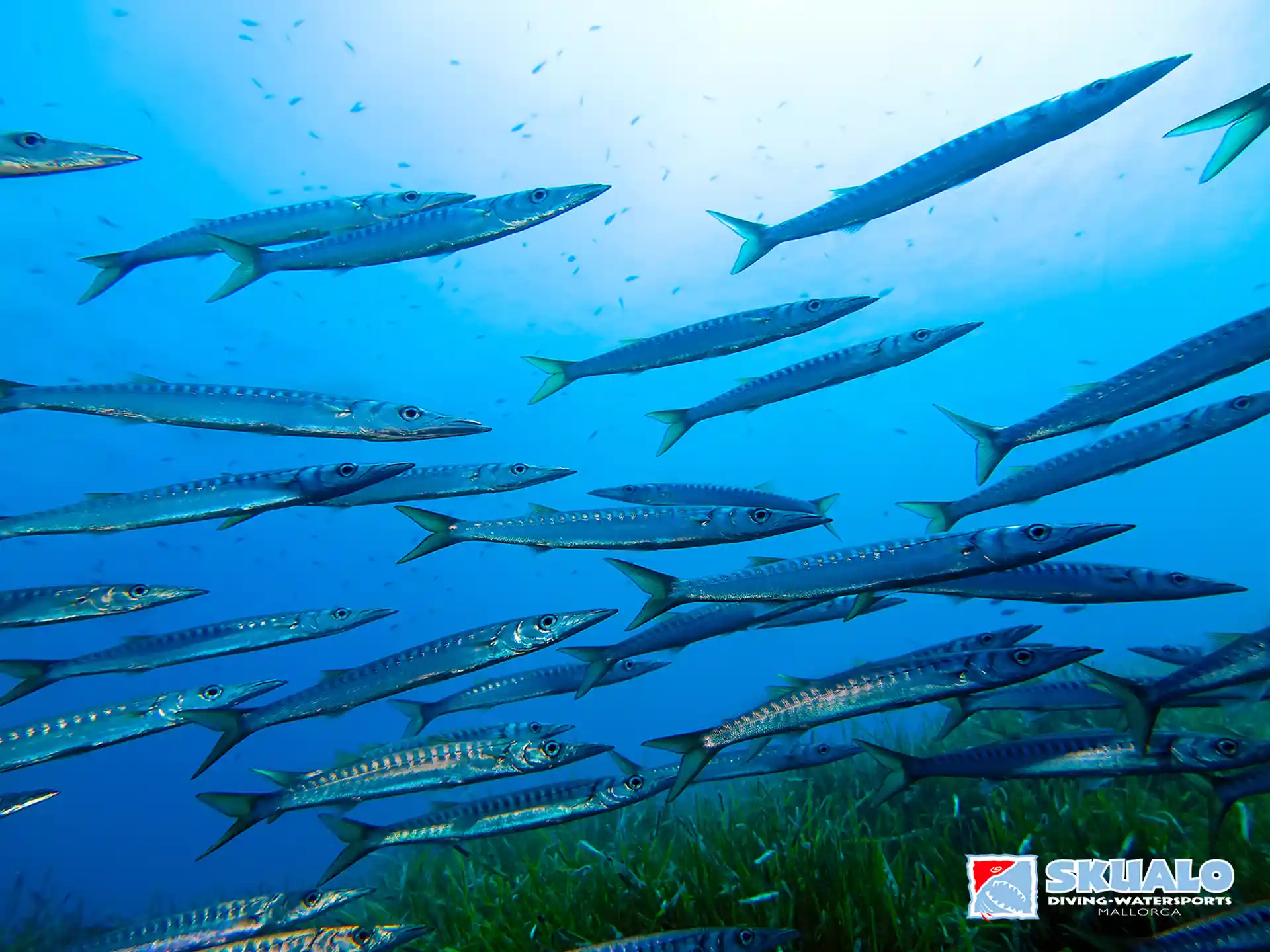 Photo de l'activité