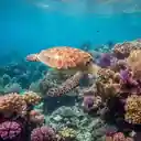 Dive center image