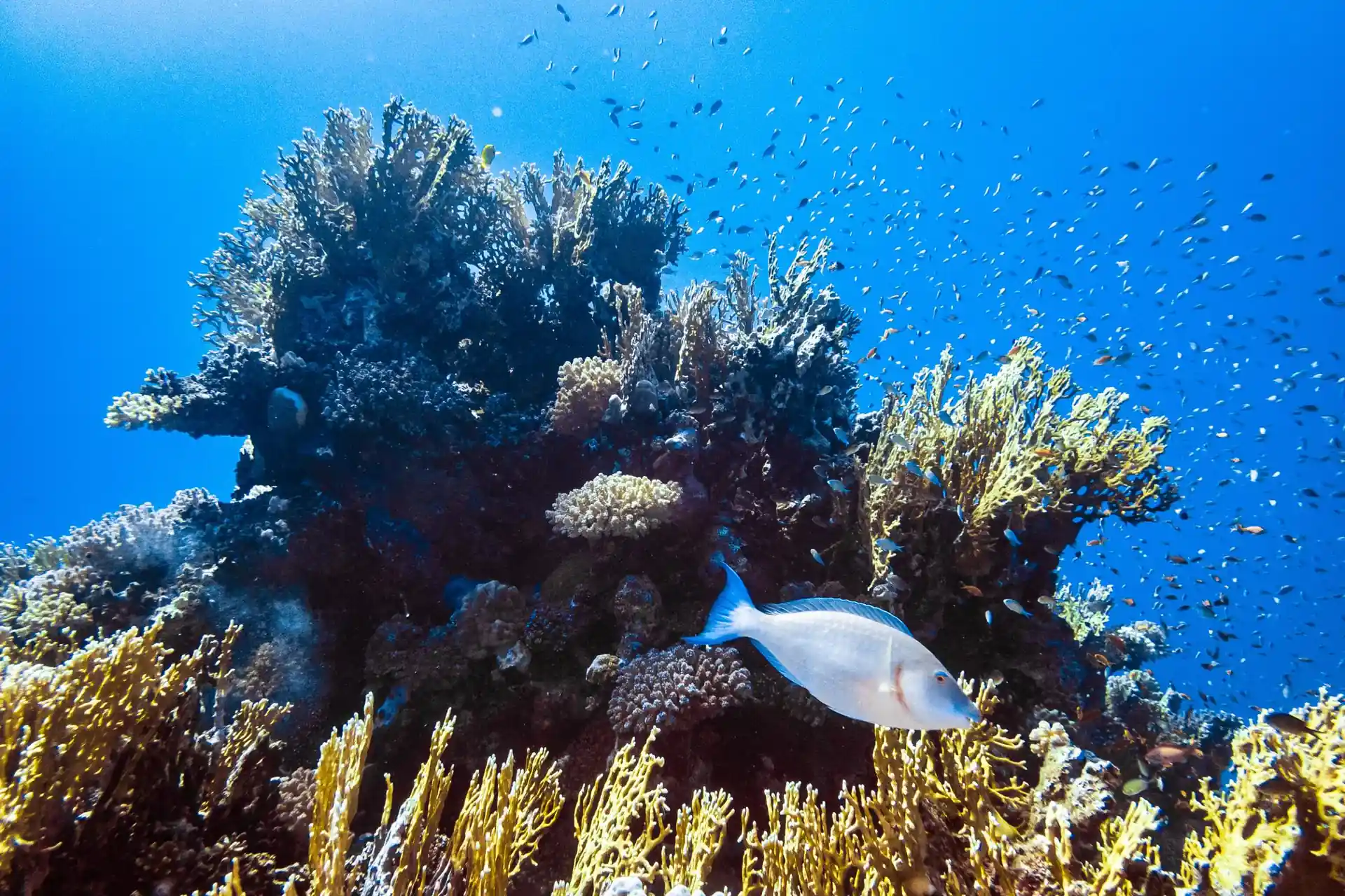 Dive site photo