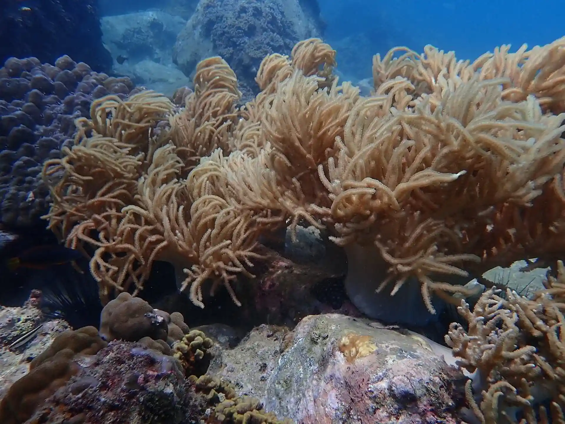 Dive site photo
