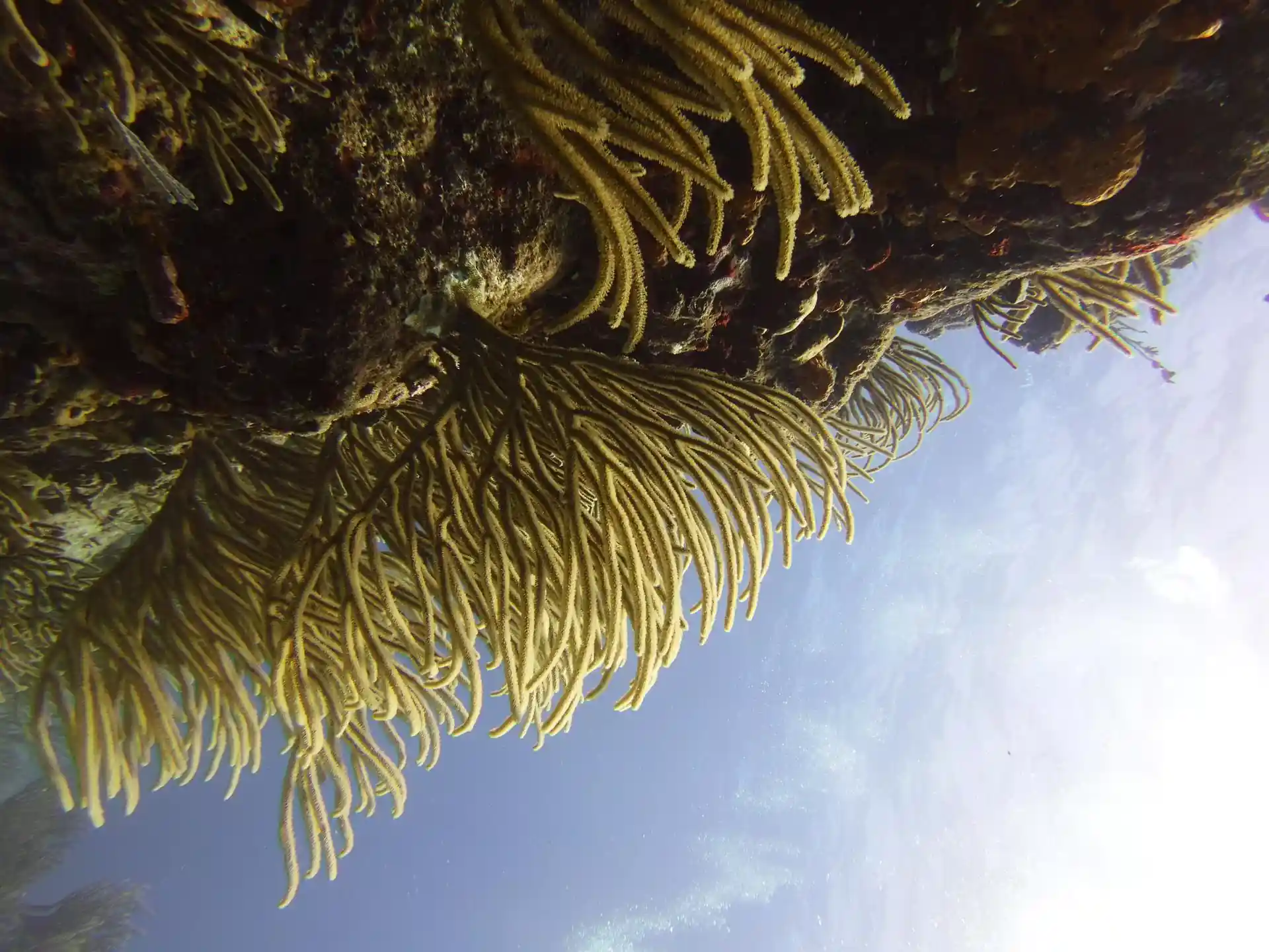 Dive site photo