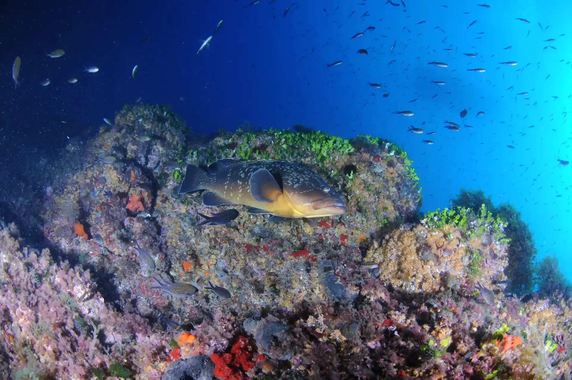 Scopri il meraviglioso Parco Marino Islas Hormigas!
