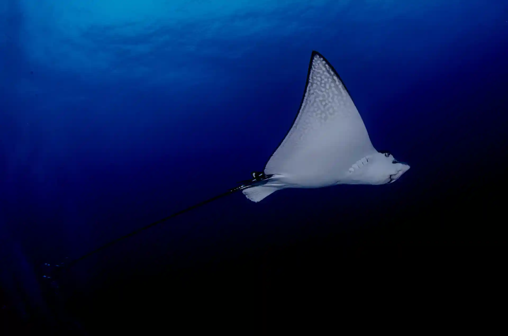 Dive shop photo