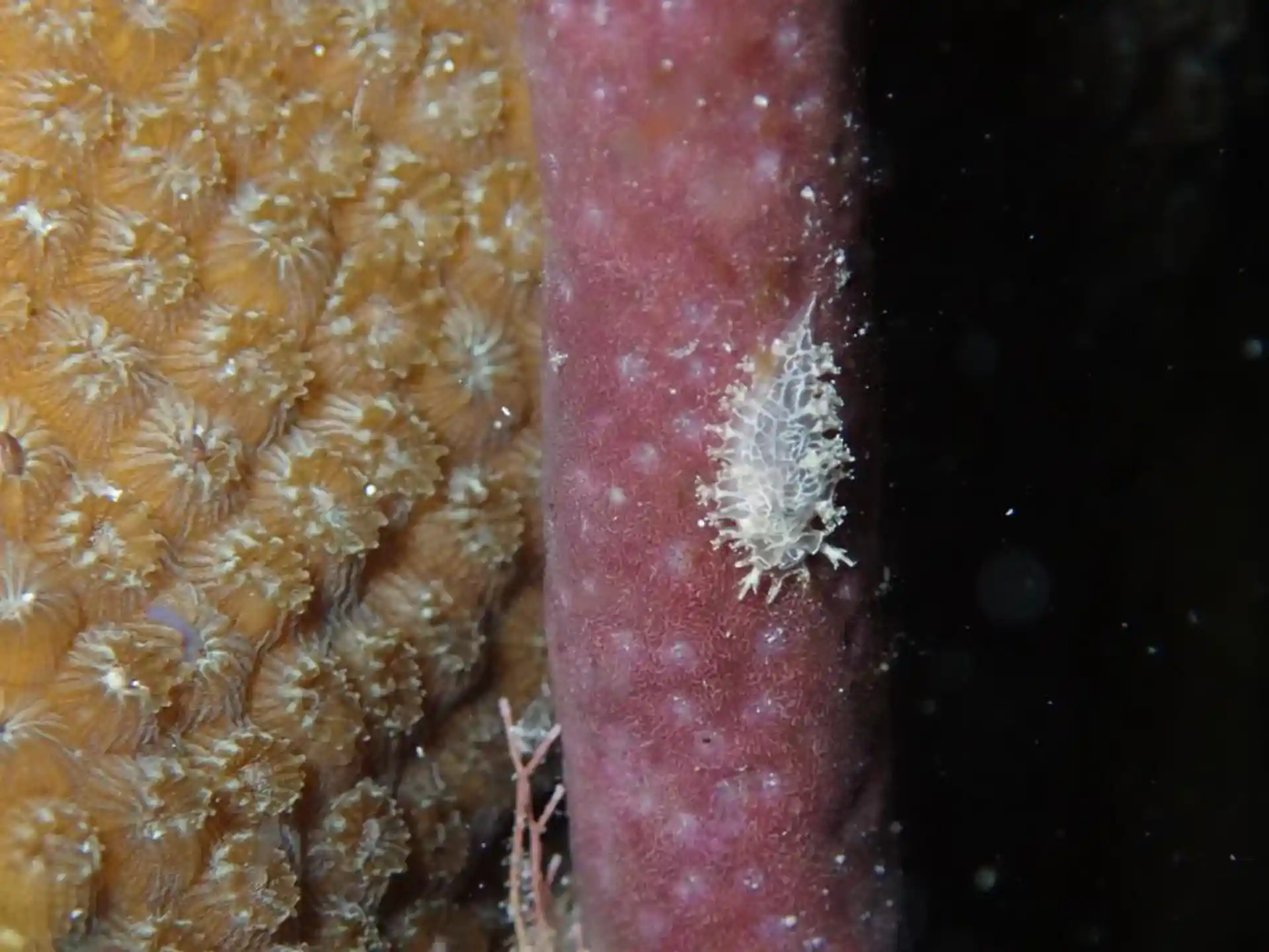 Dive site photo