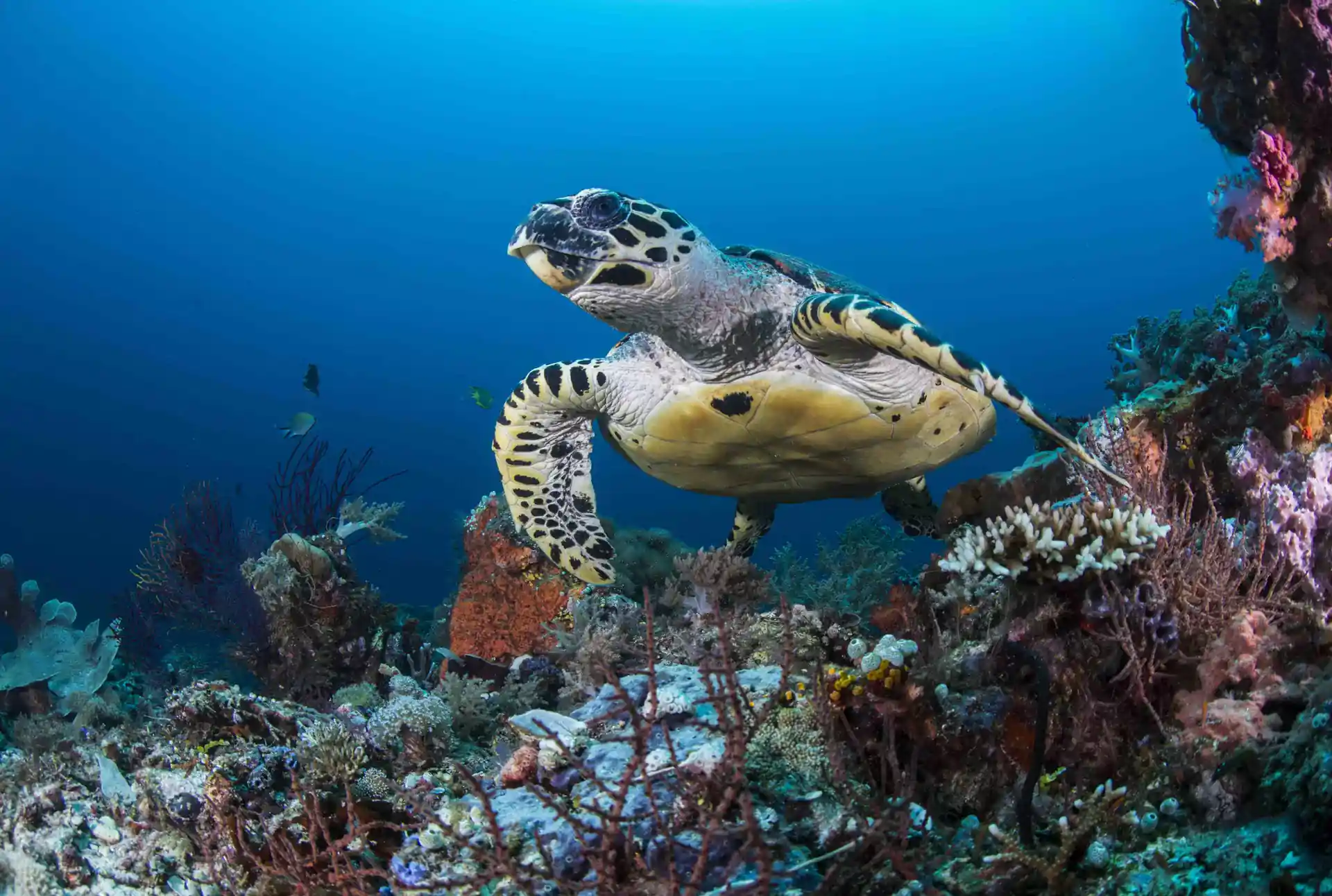 Take underwater pictures while keeping good buoyancy control!