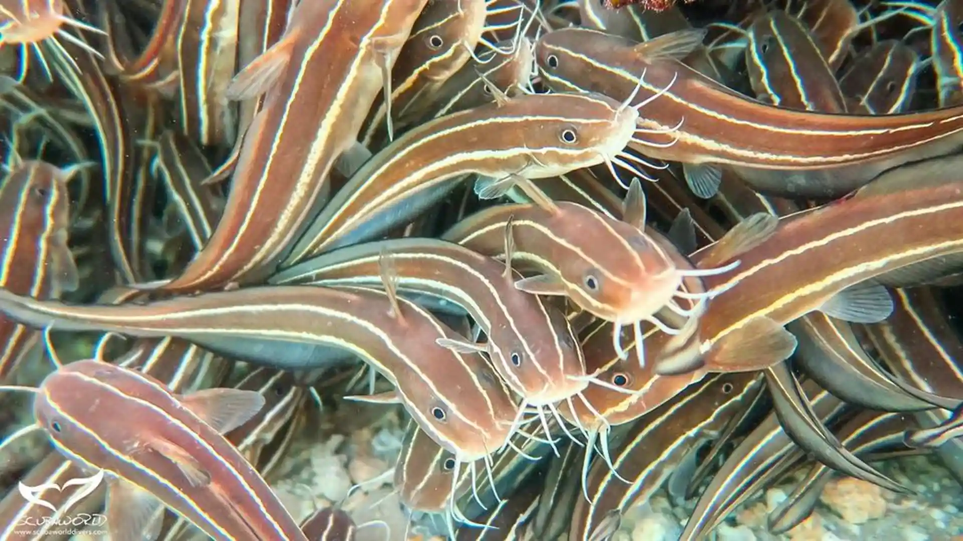 Dive site photo
