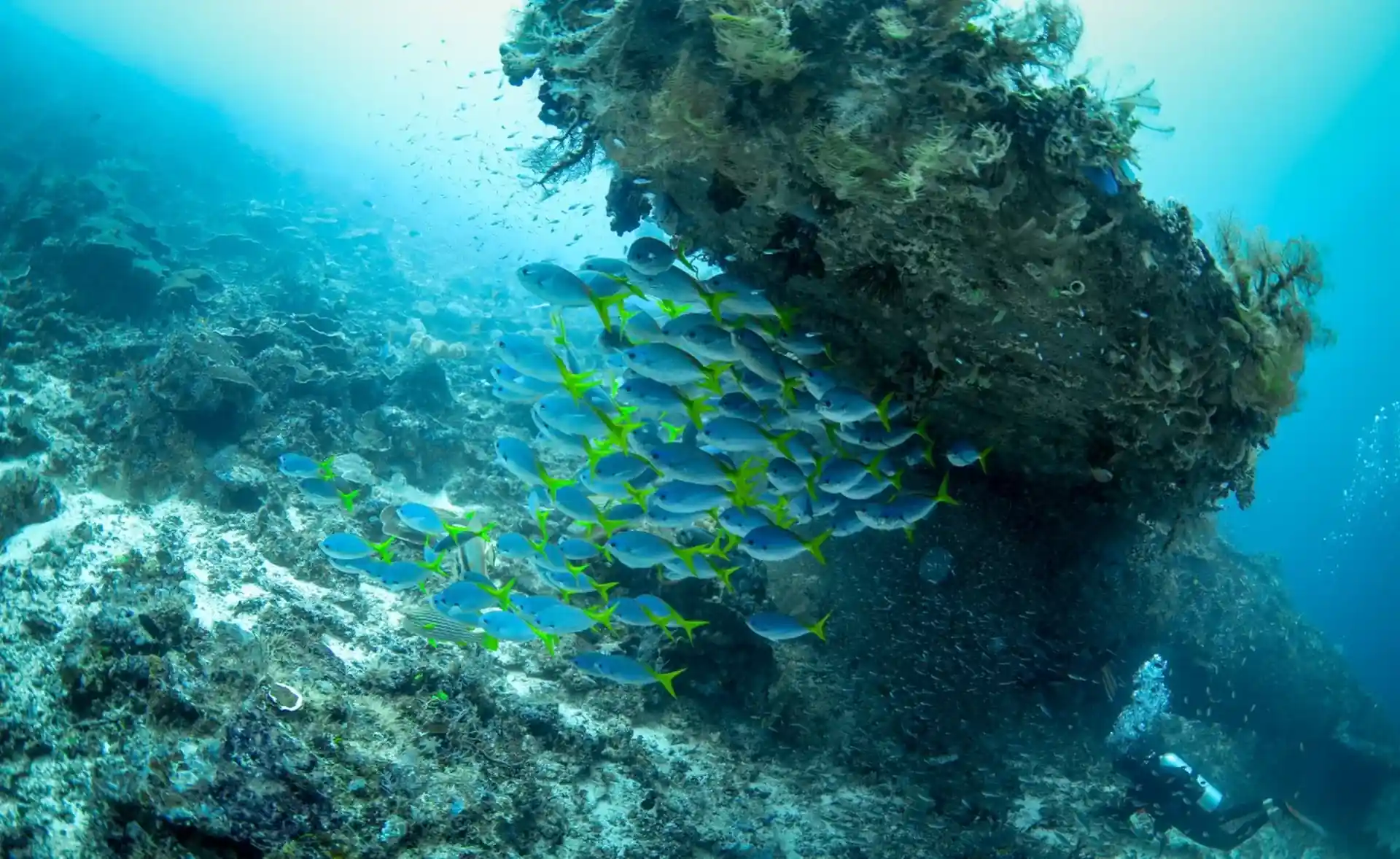 Dive site photo