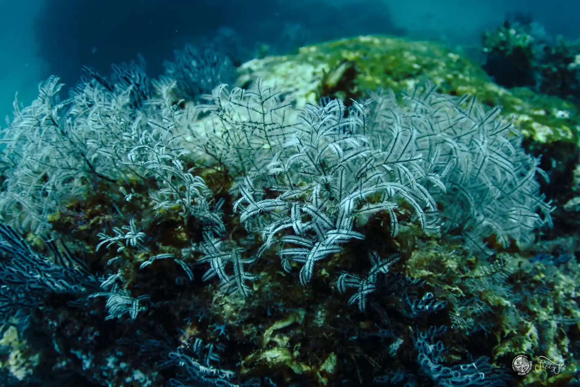 Explore Bahía de Banderas daily with Oceano Adventures: 2 dives, full gear, and our expert crew for an unforgettable underwater experience!