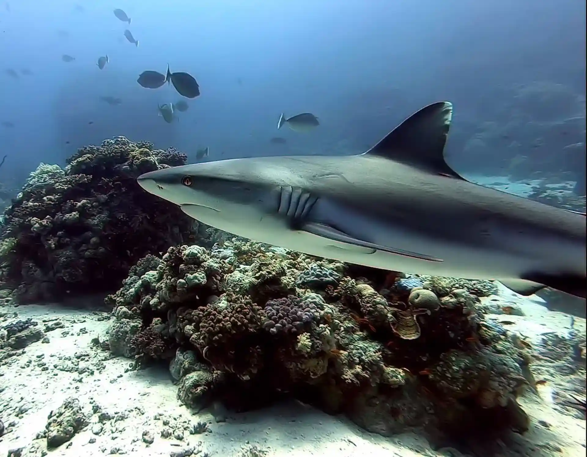 Dive site photo