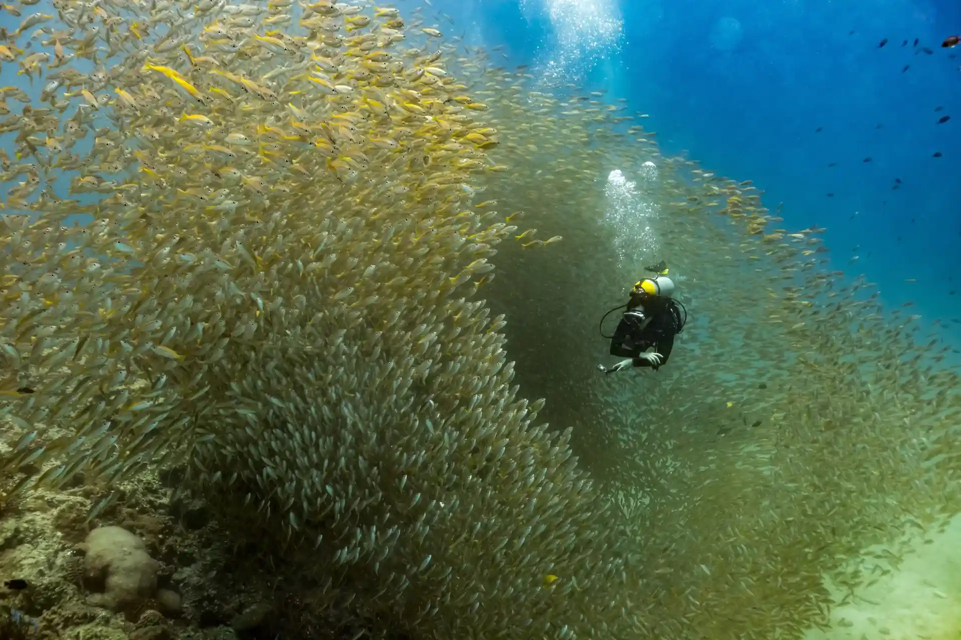 Dive shop photo