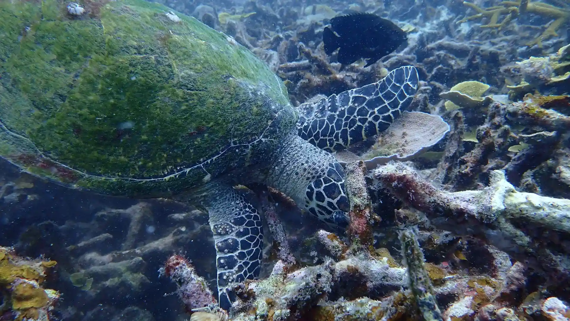 Foto van de duiklocatie