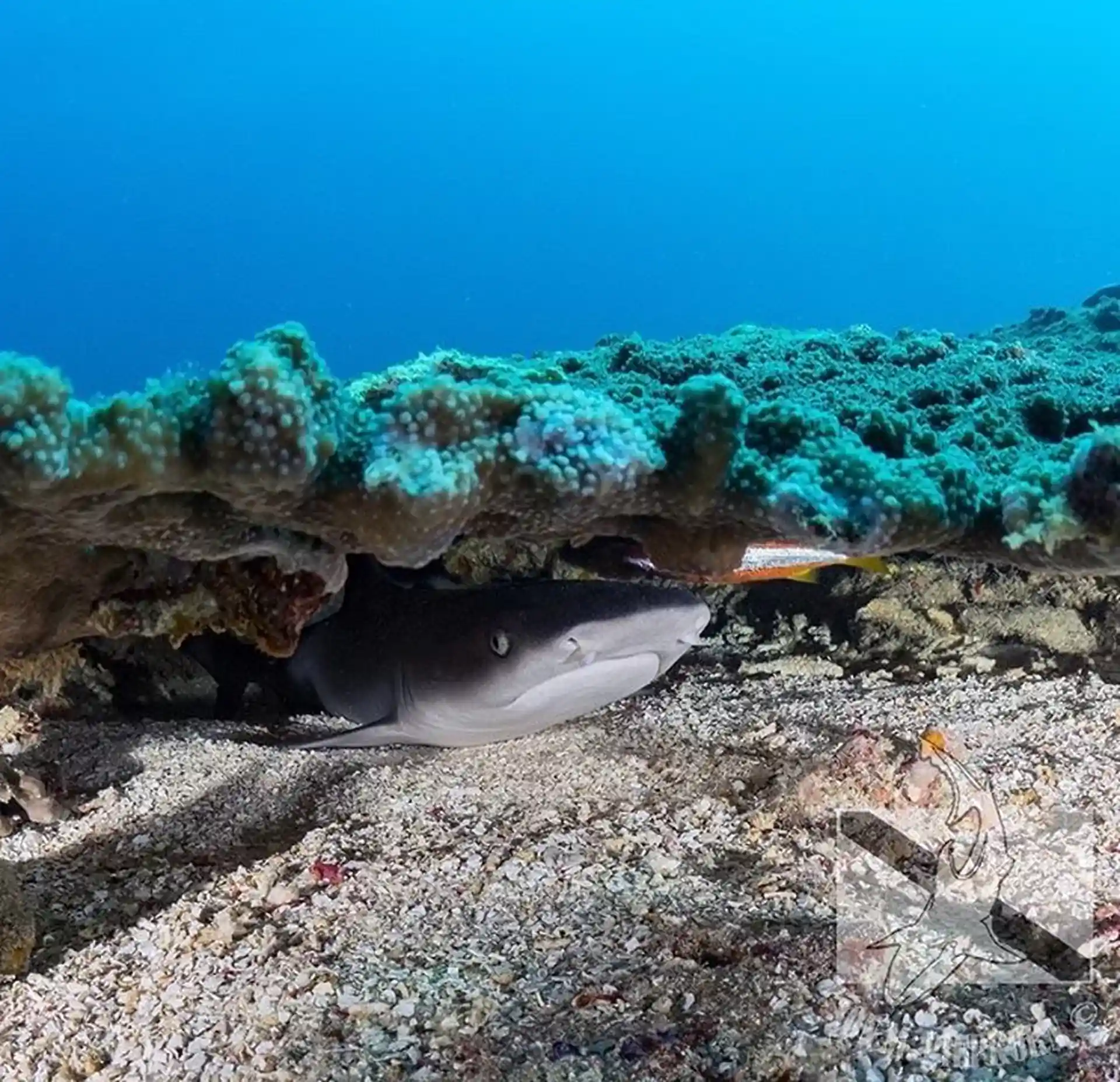 Dive site photo