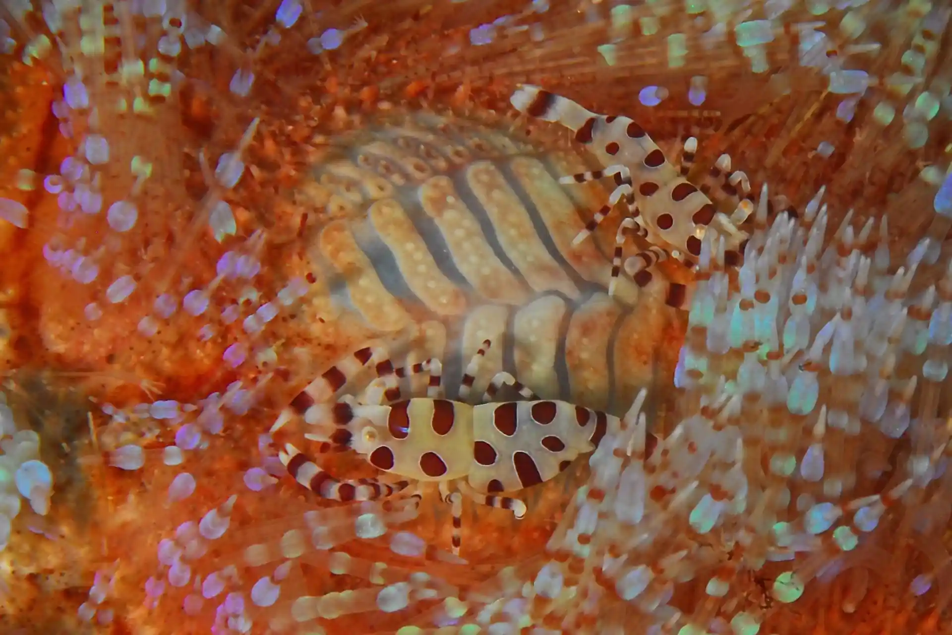 Foto del sitio de buceo