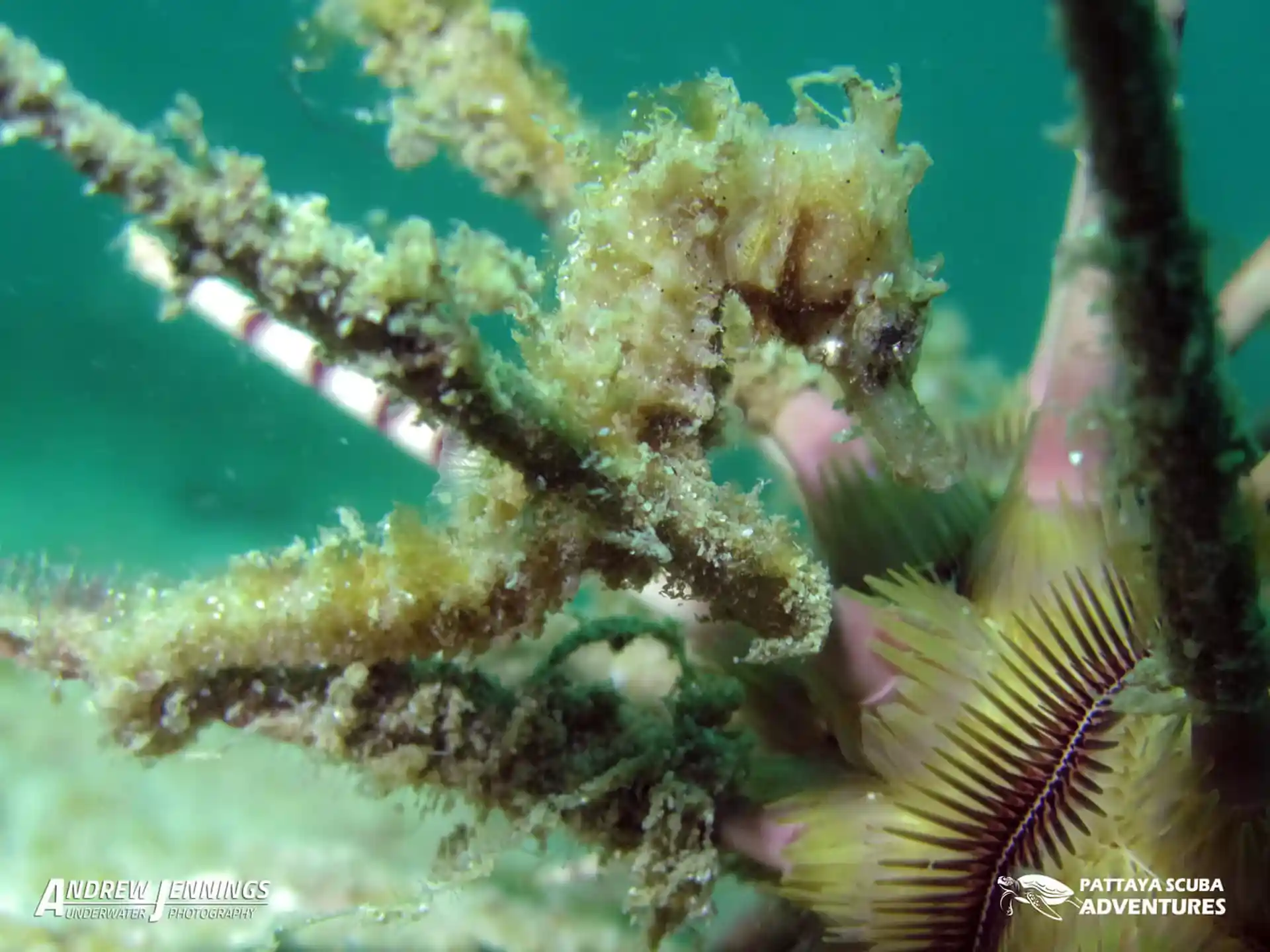 ダイビングサイトの写真